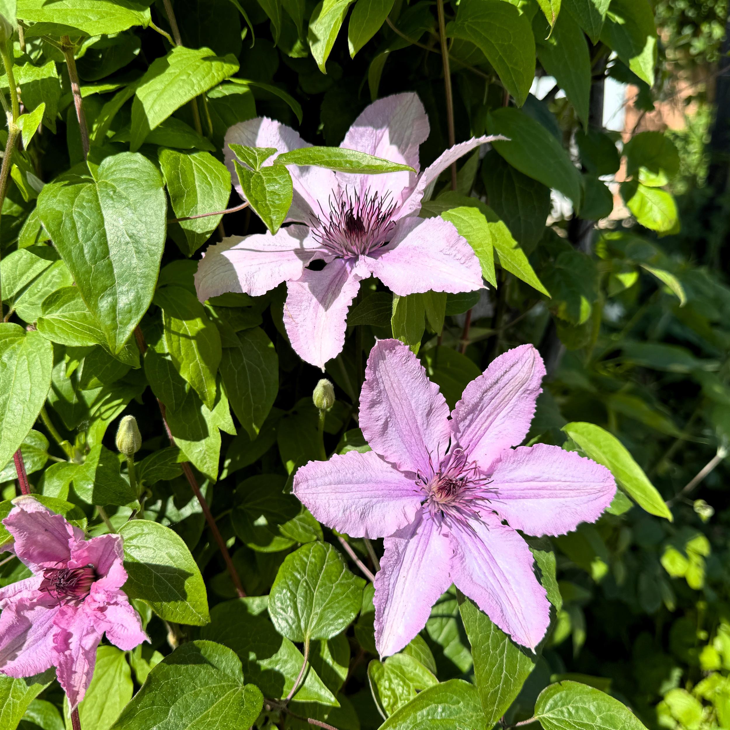 Clematis Hagley Hybrid