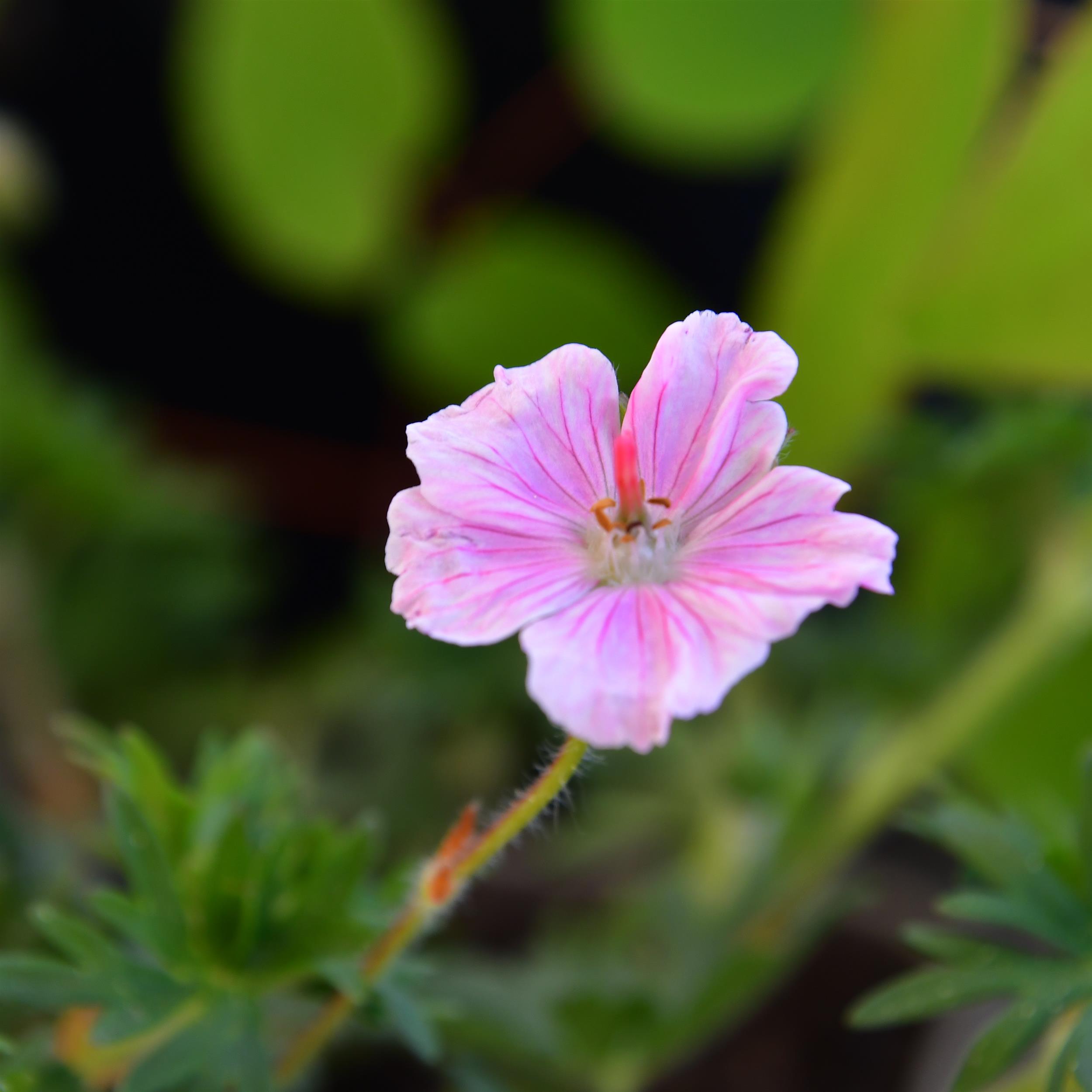 Geranium sanguineum `Apfelblüte' 0,5L