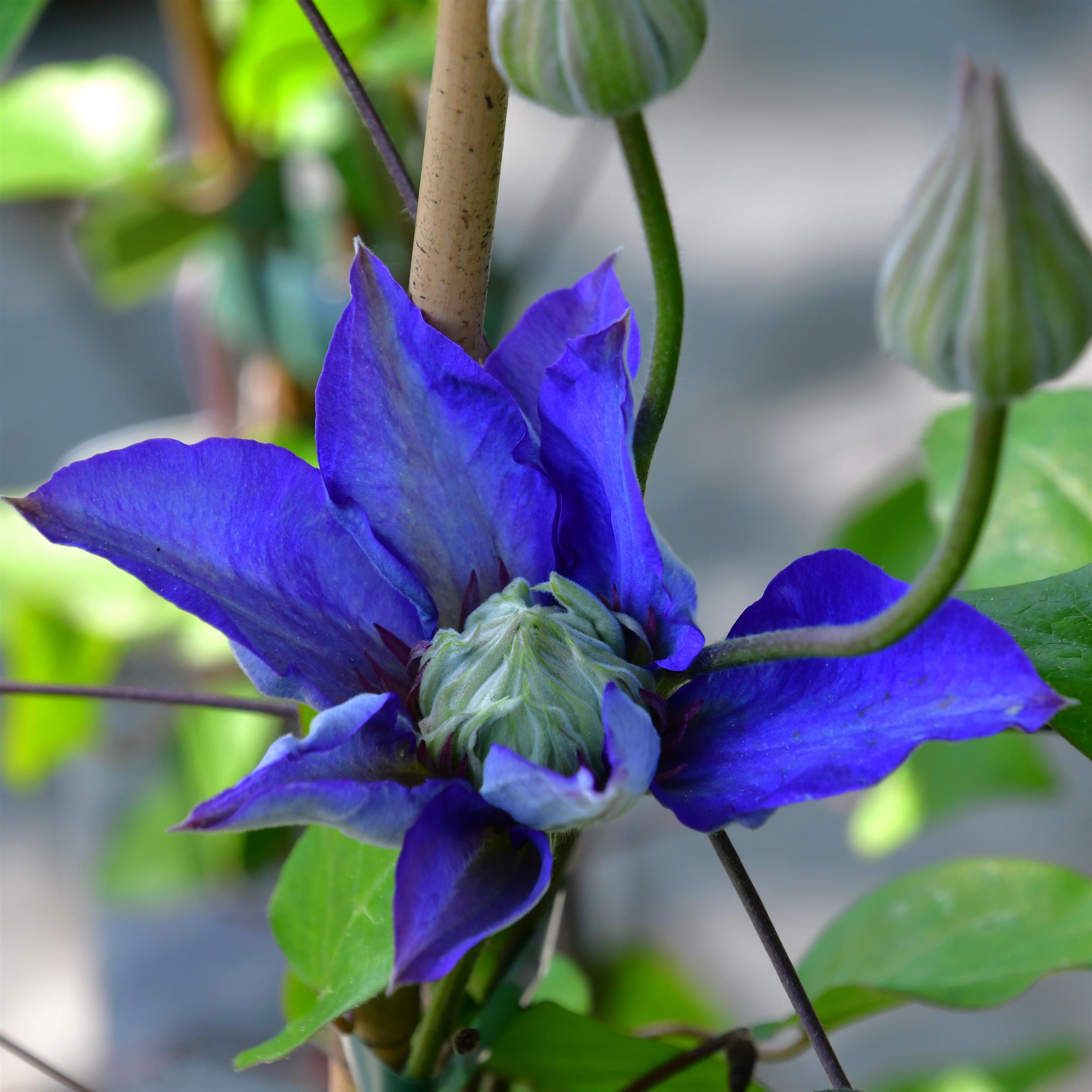 Clematis hyb. 'Multi Blue'