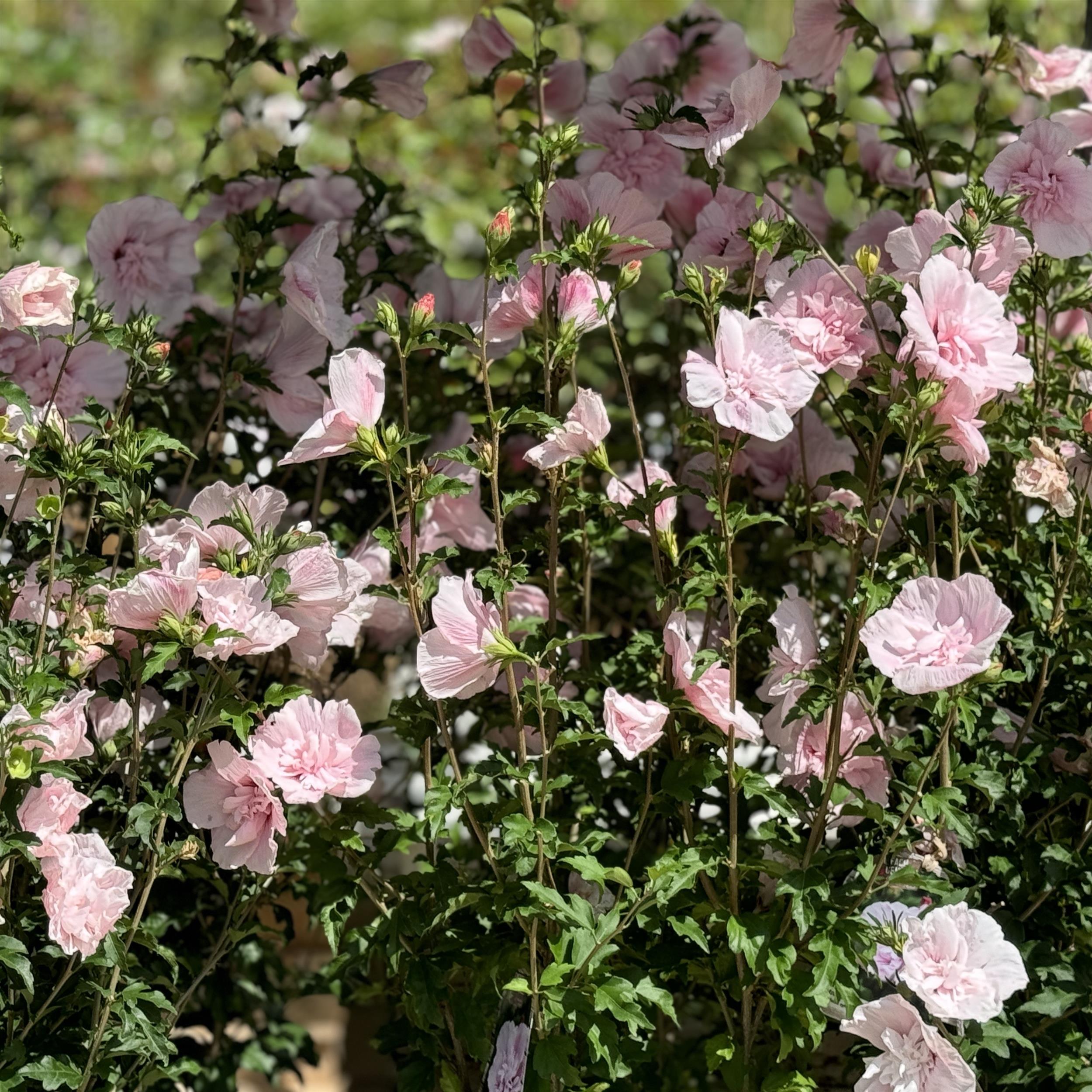 Hibiscus syriacus 'Pink Chiffon'