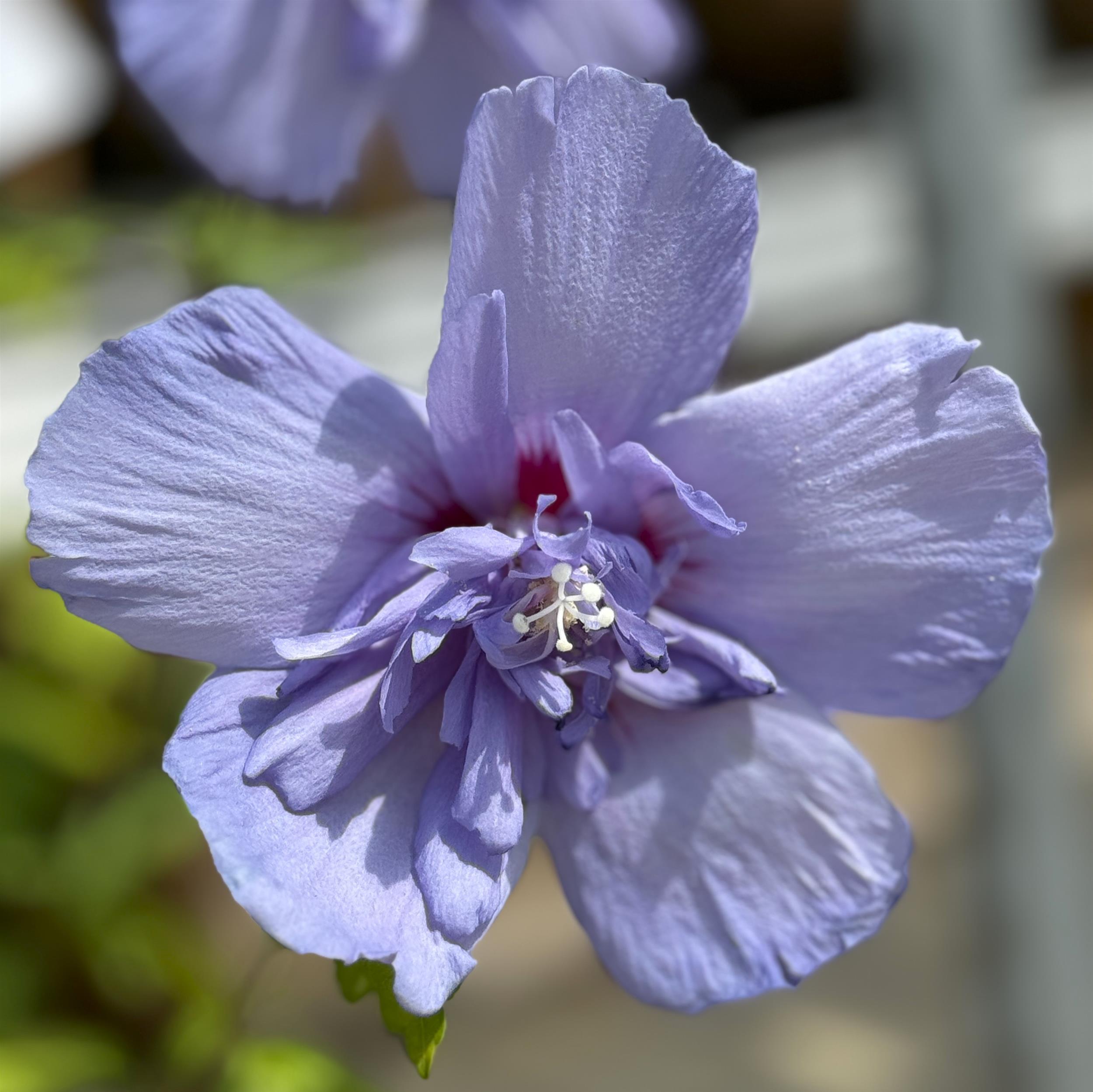 Hibiscus 'Blue Chiffon' C3