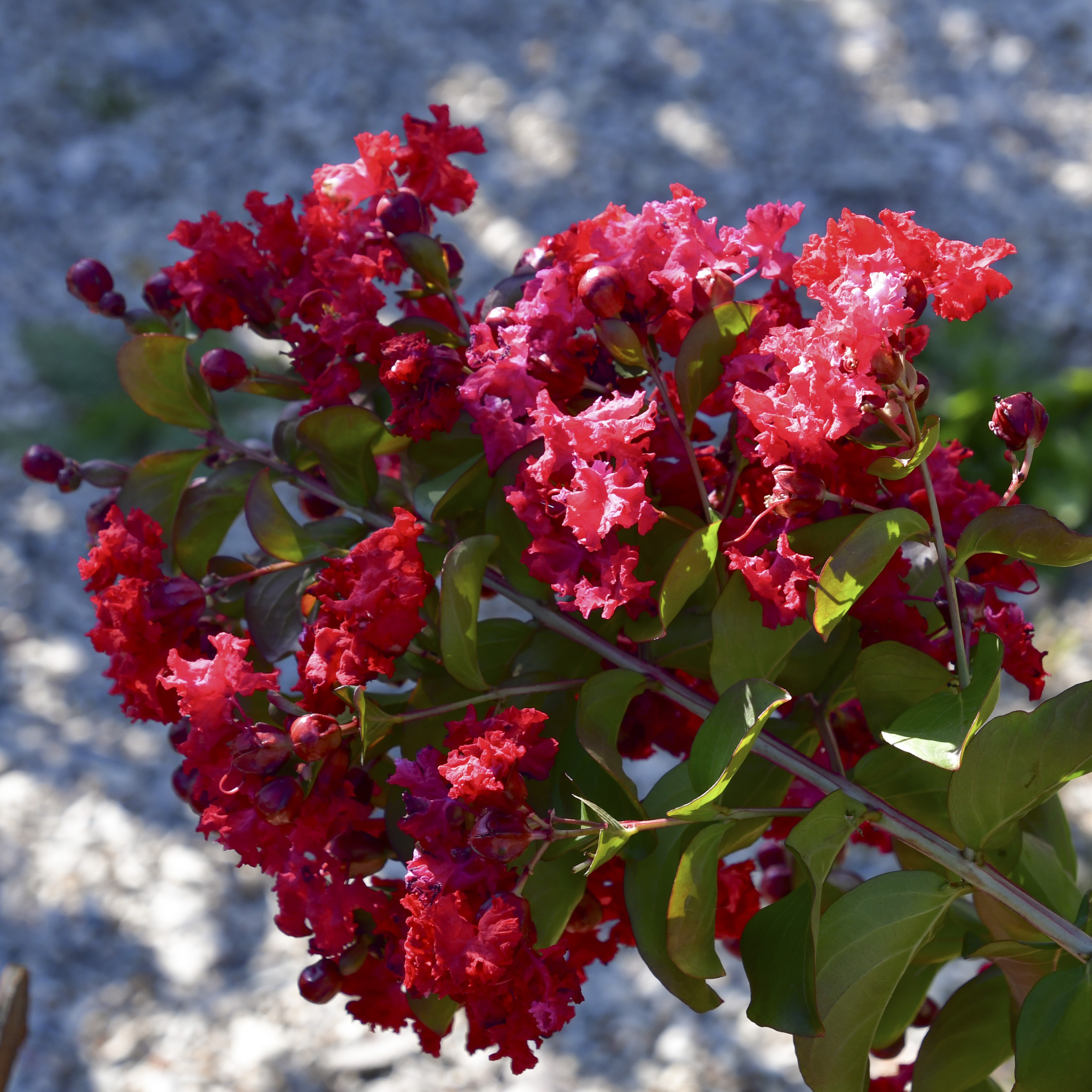 Lagerstroemia Dynamite 5L