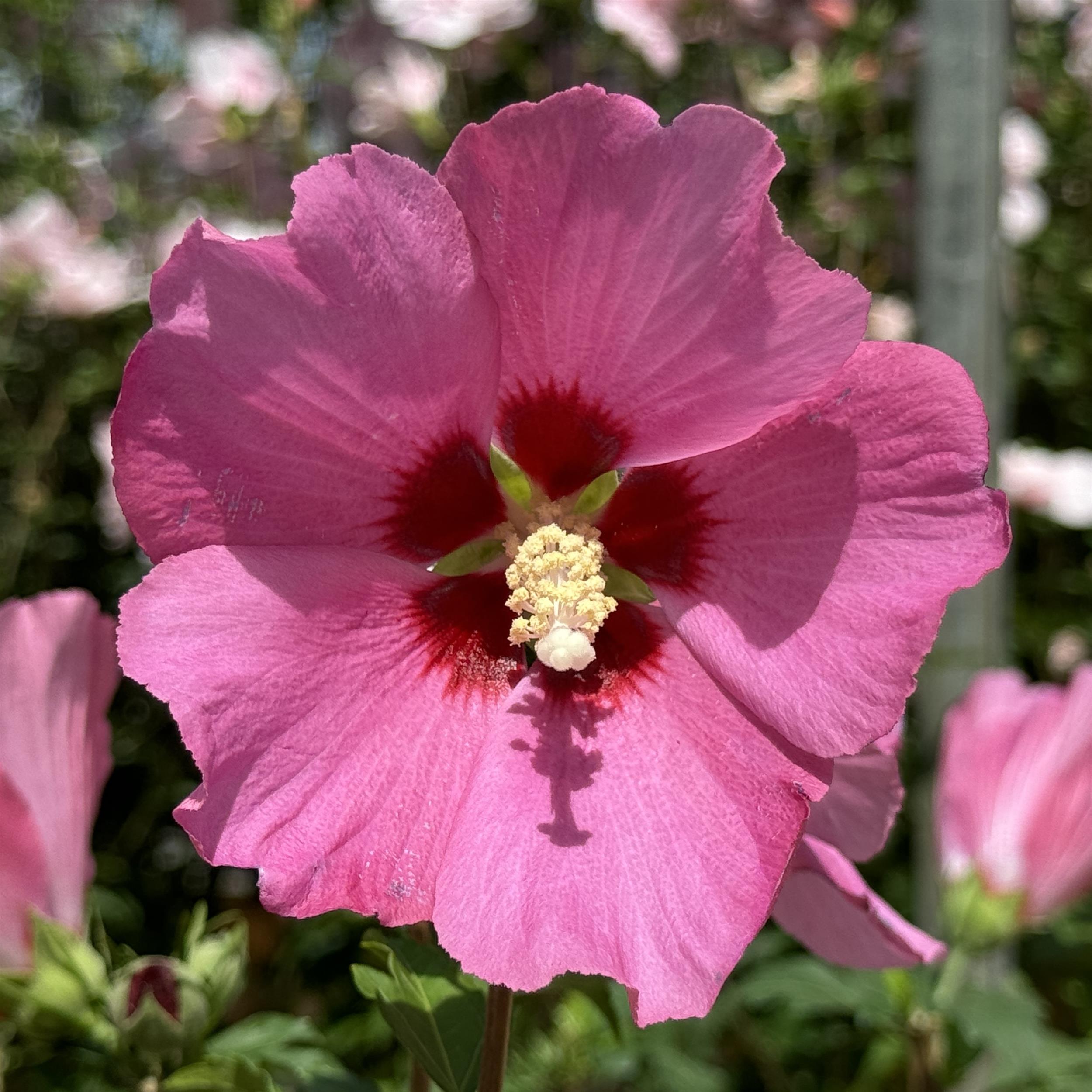 Hibiscus syriacus 'Woodbridge' 5L