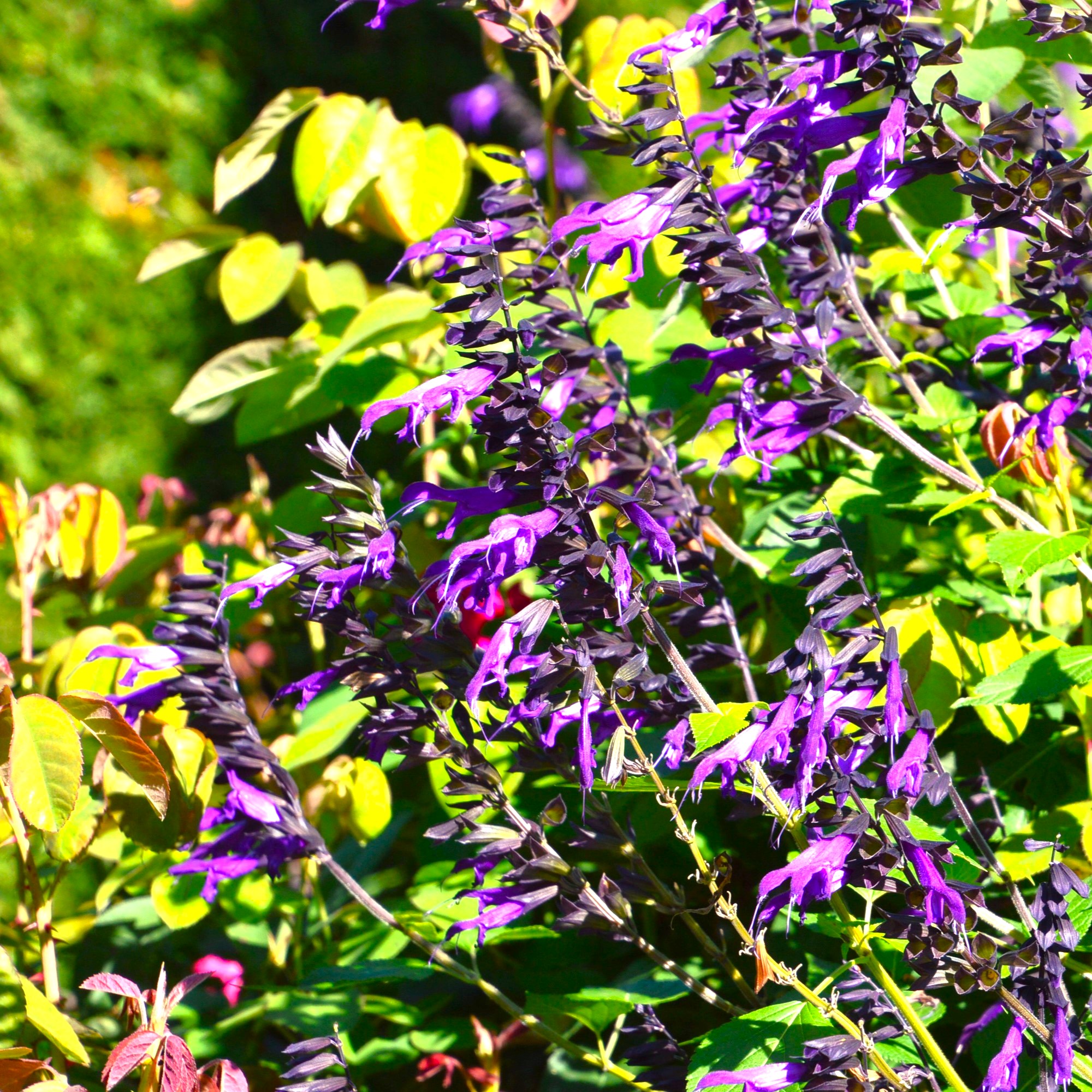 Salvia Amistad 3L