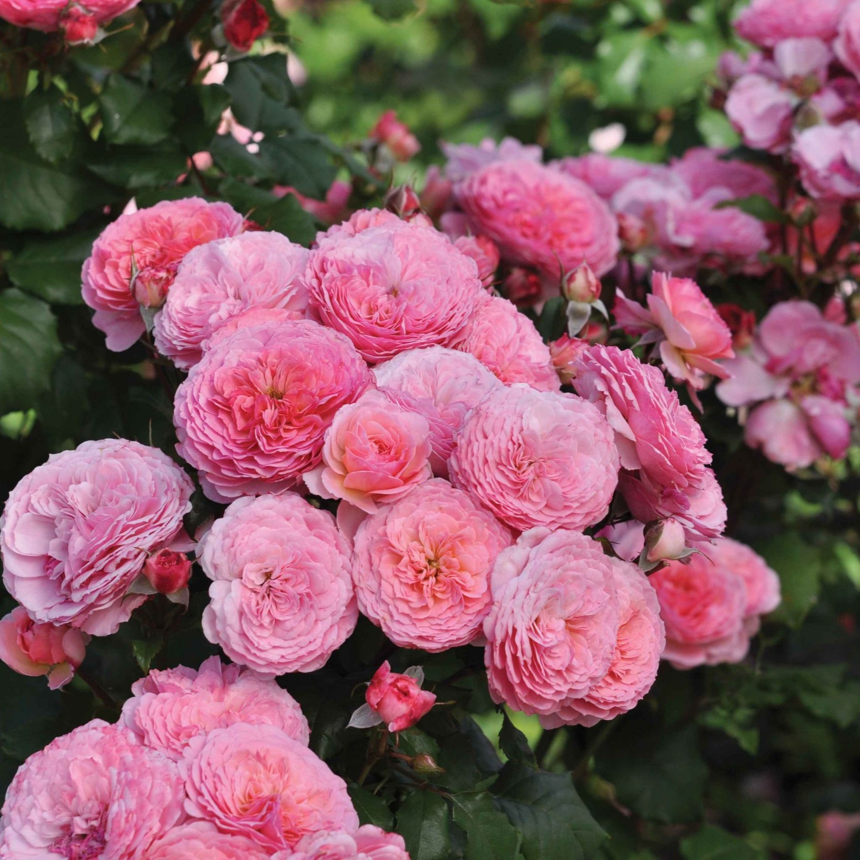 Theo Clevers Essbare Rose