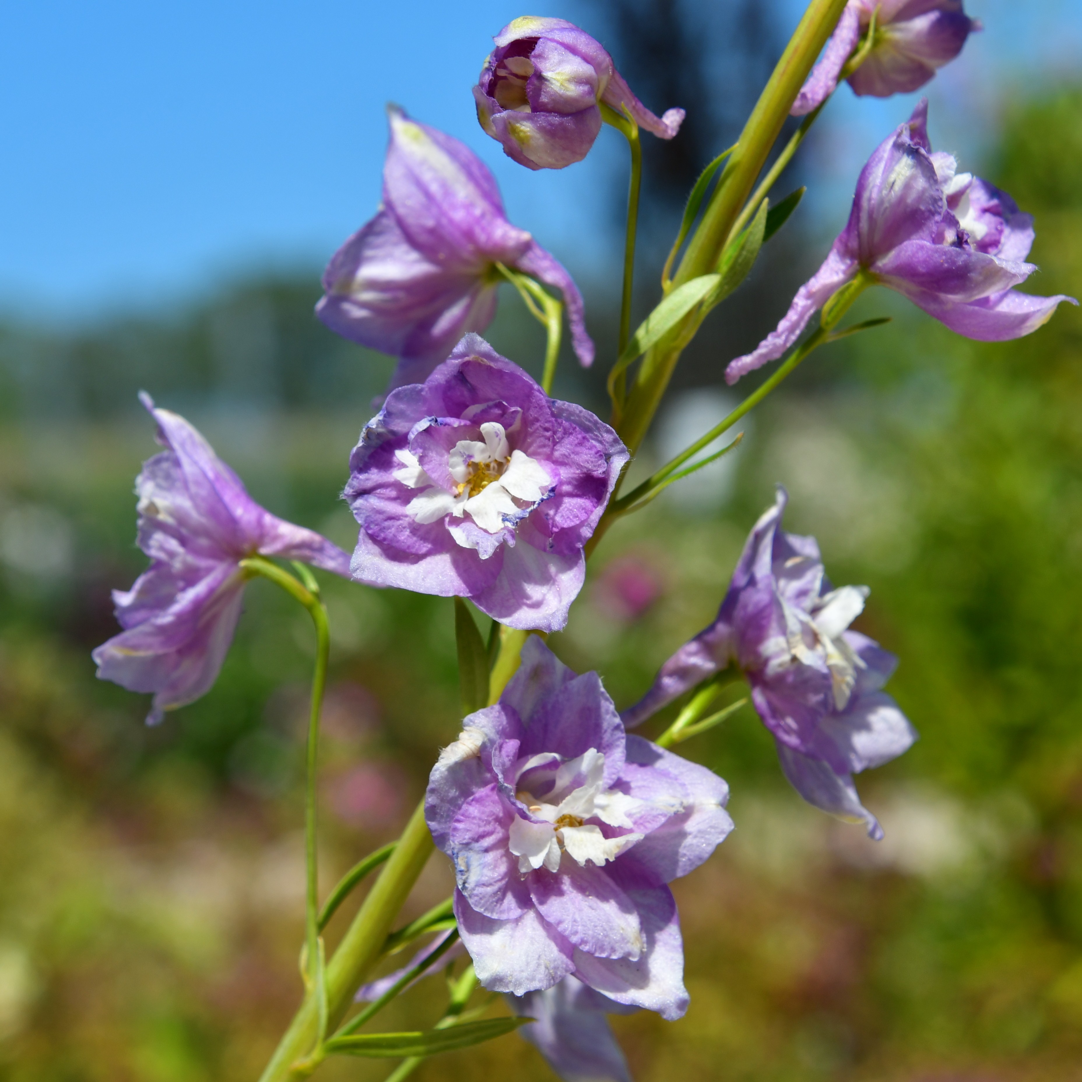 Delphinium Pacific 'Astolat' P1