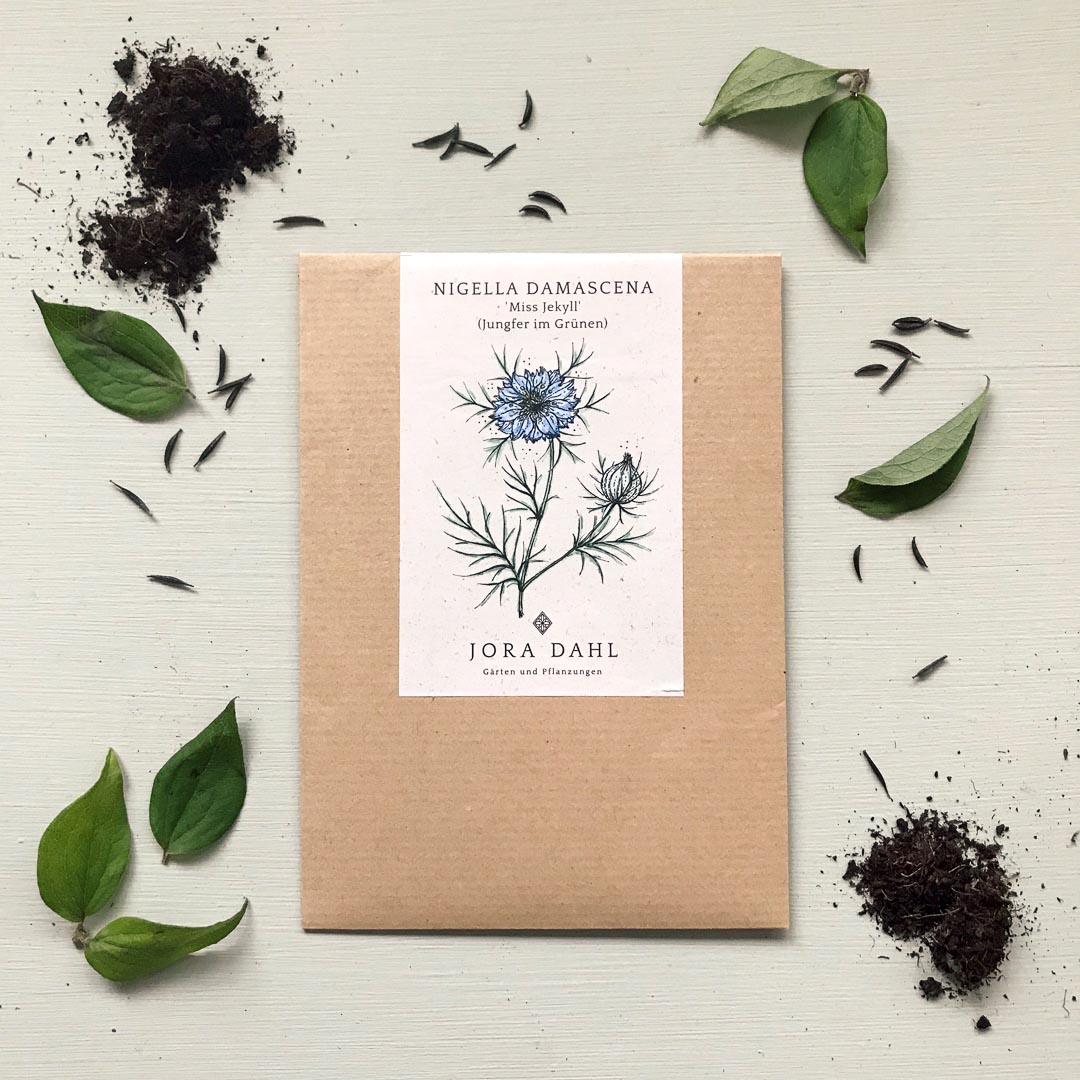 Kopie von Nigella damascena 'Miss Jekyll' (Jungfer im Grünen) #1