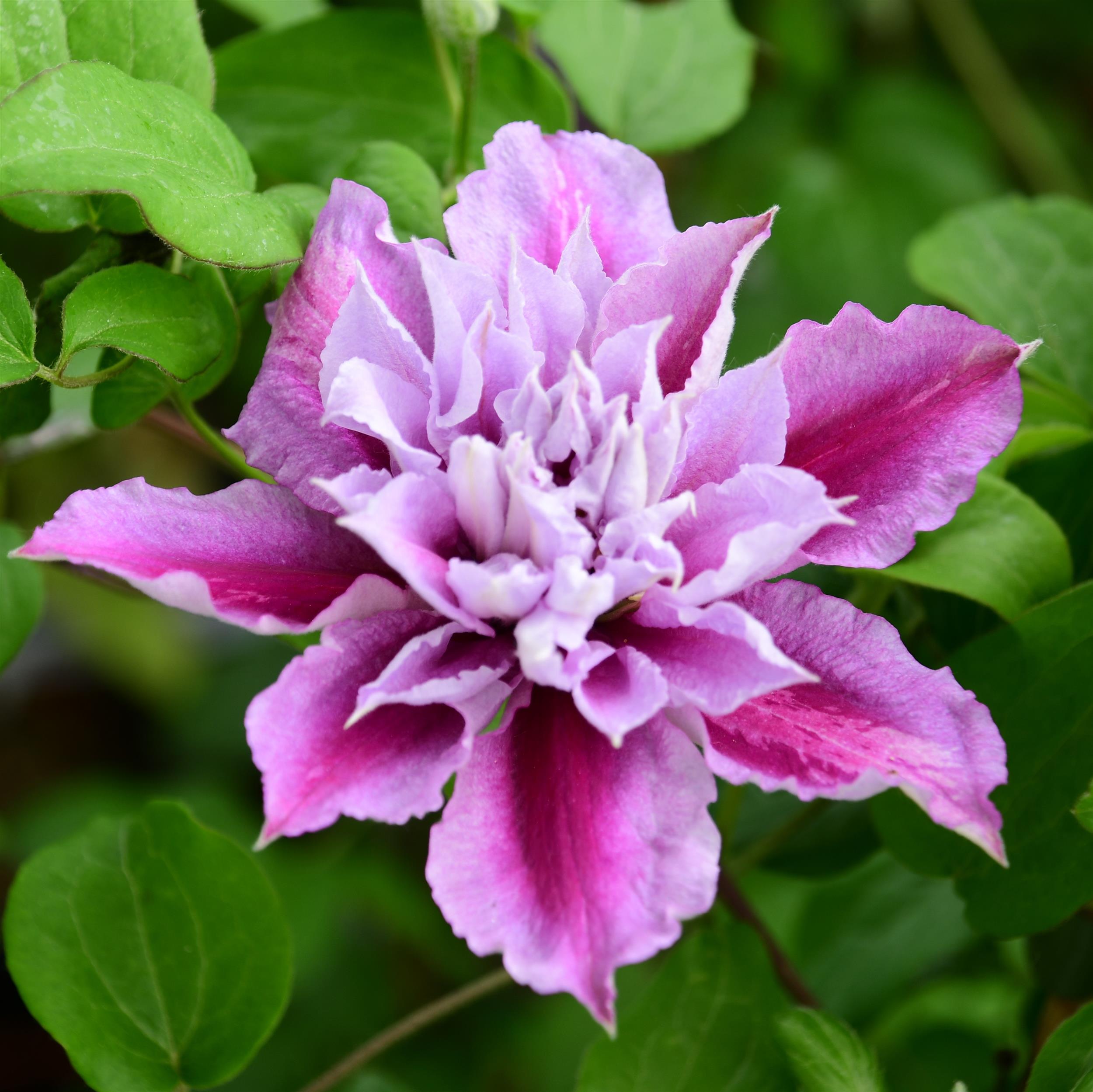 Clematis hyb. Piilu