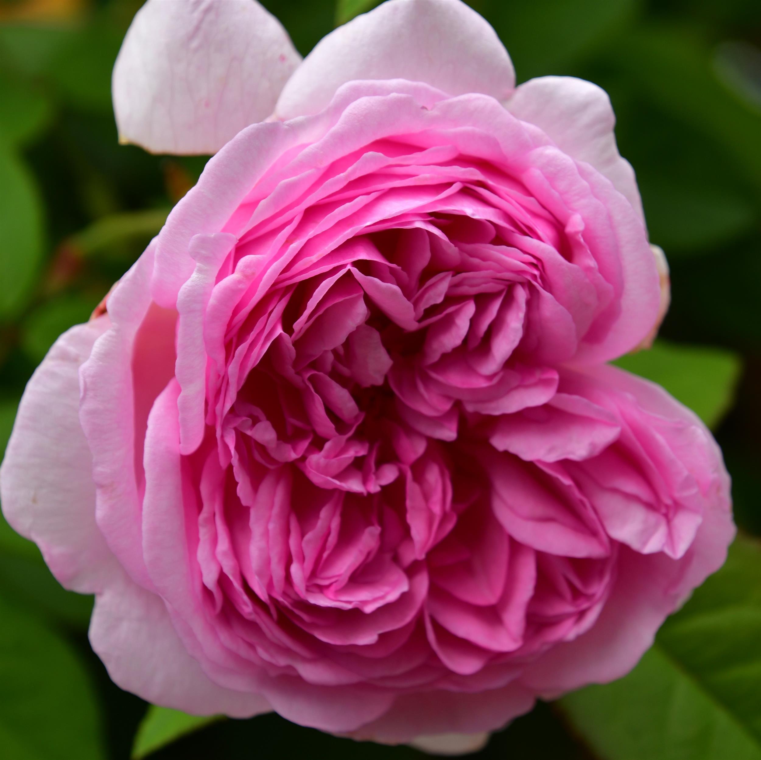 Mme Ernest Calvat