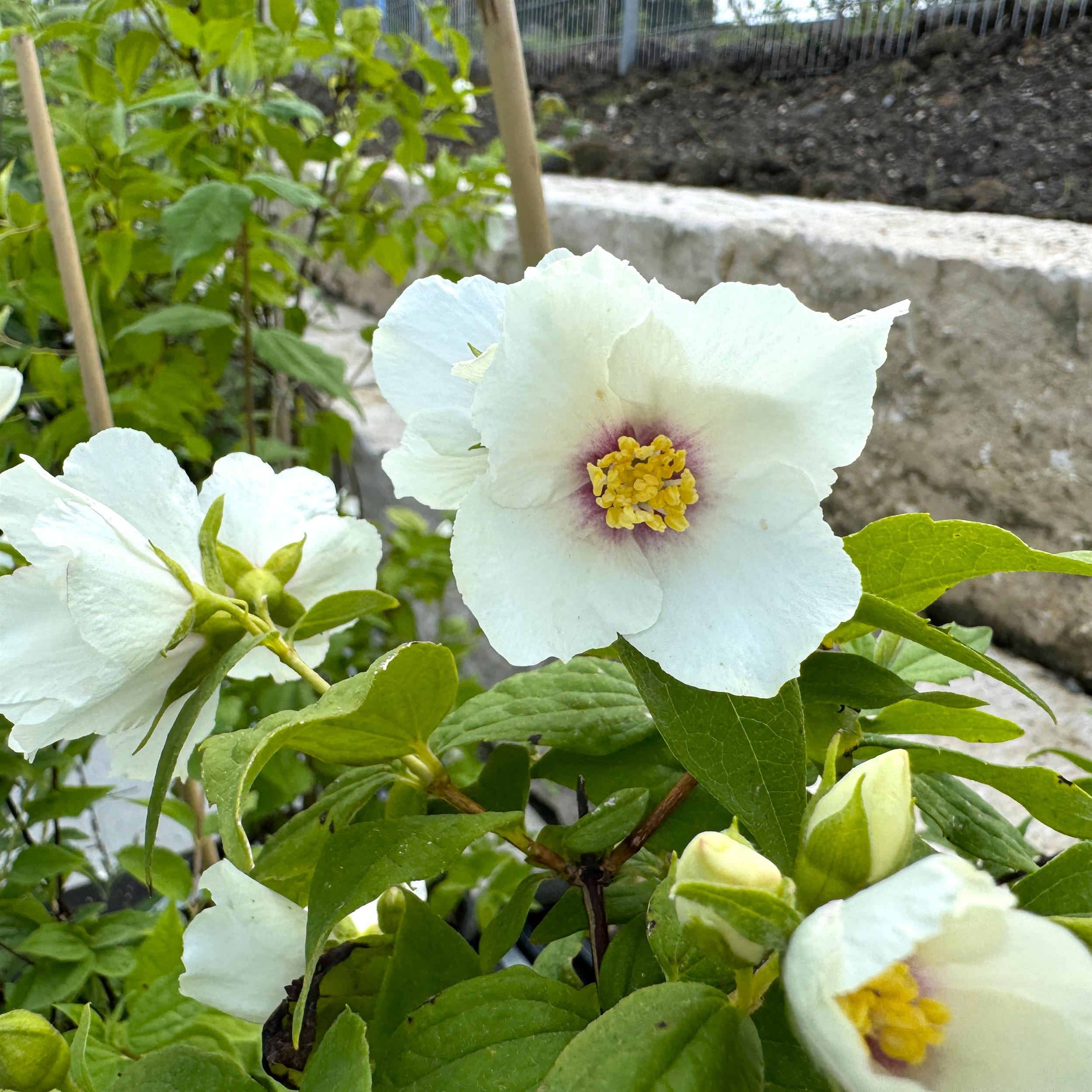 Philadelphus  'Belle Etoile' 5L