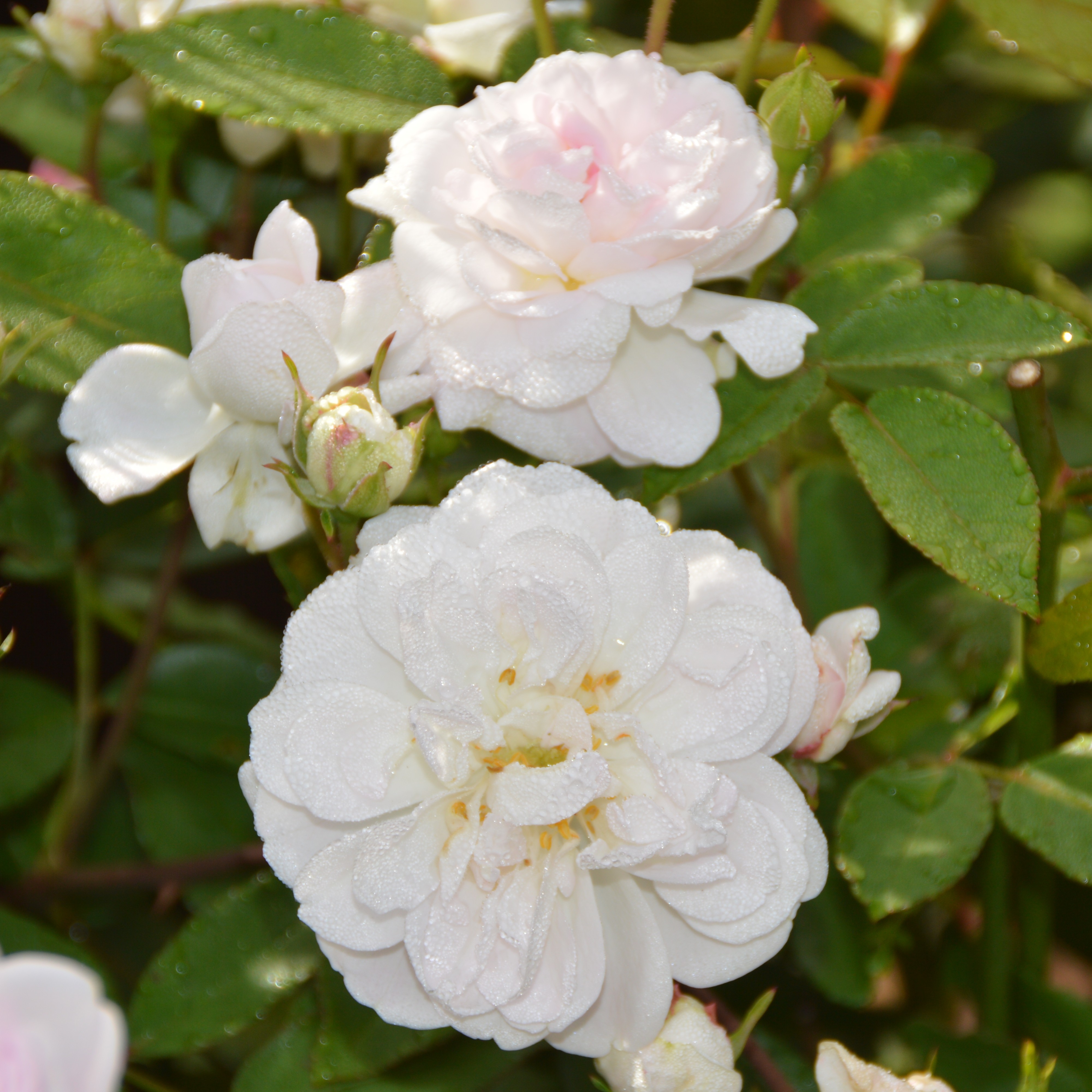 Dainty White - Stammrose 90 cm