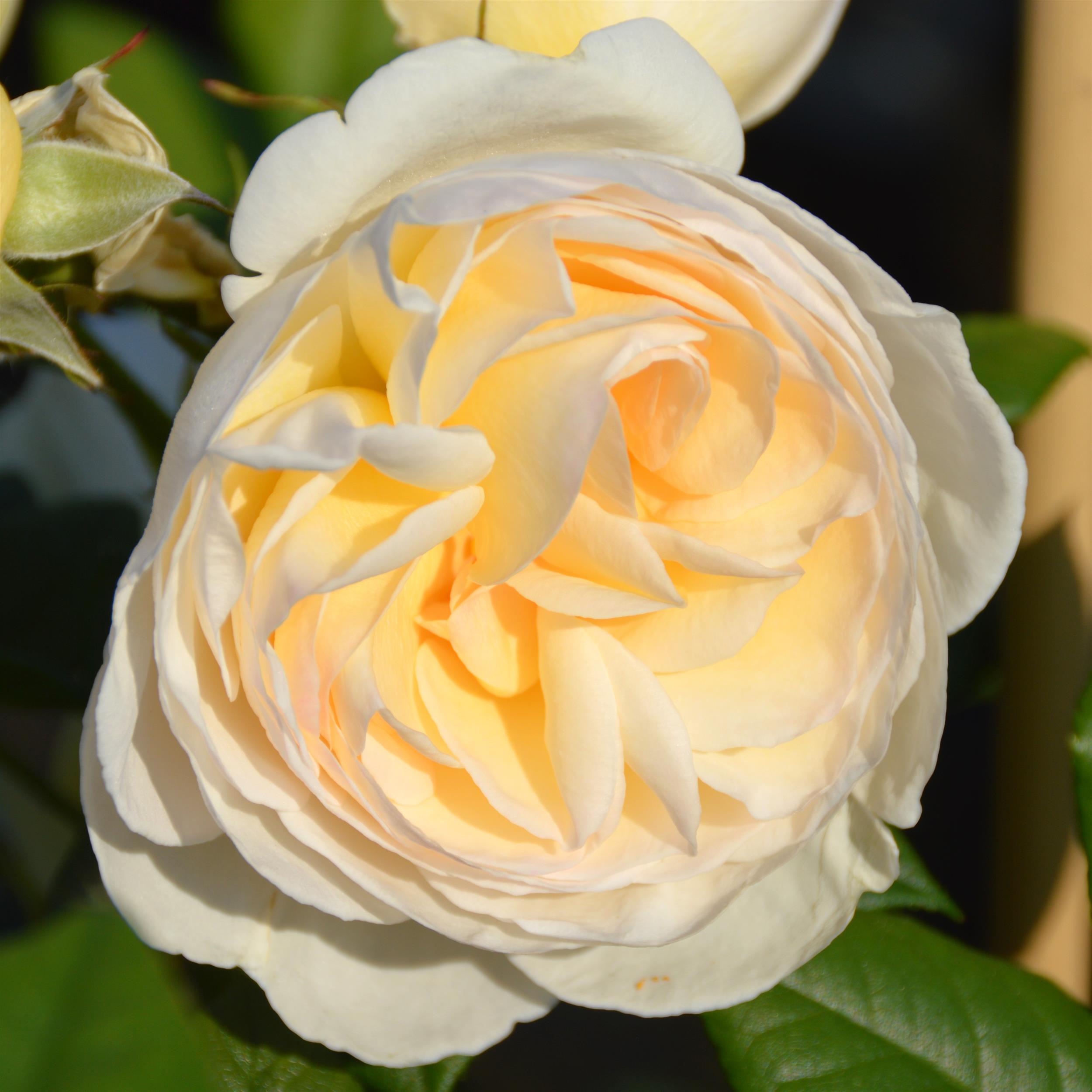 Uetersener Kloster Rose