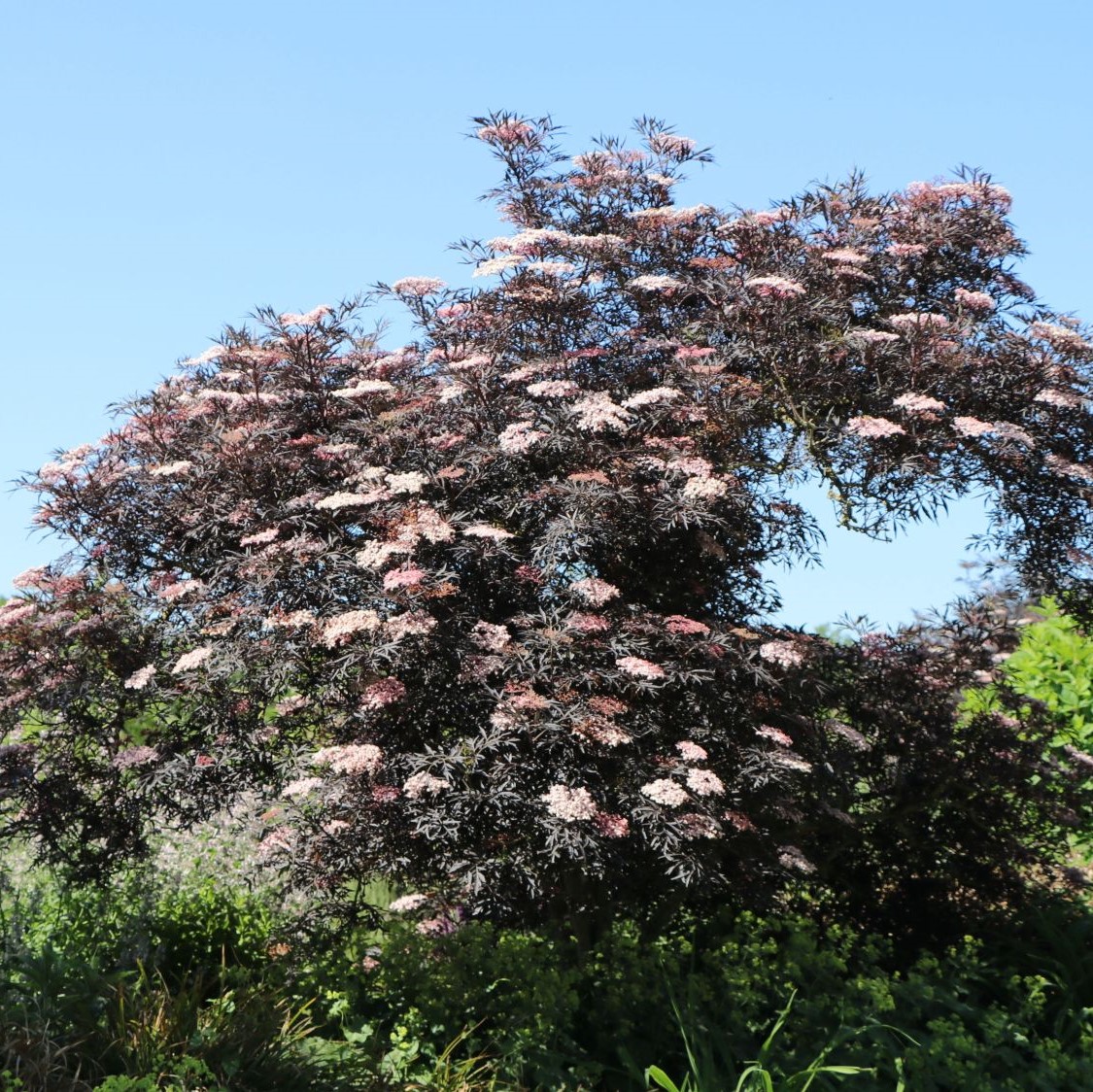 Sambucus nigra 'Black Lace' C5