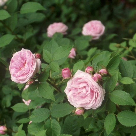 Rosa centifolia Major / Rose des Peintres