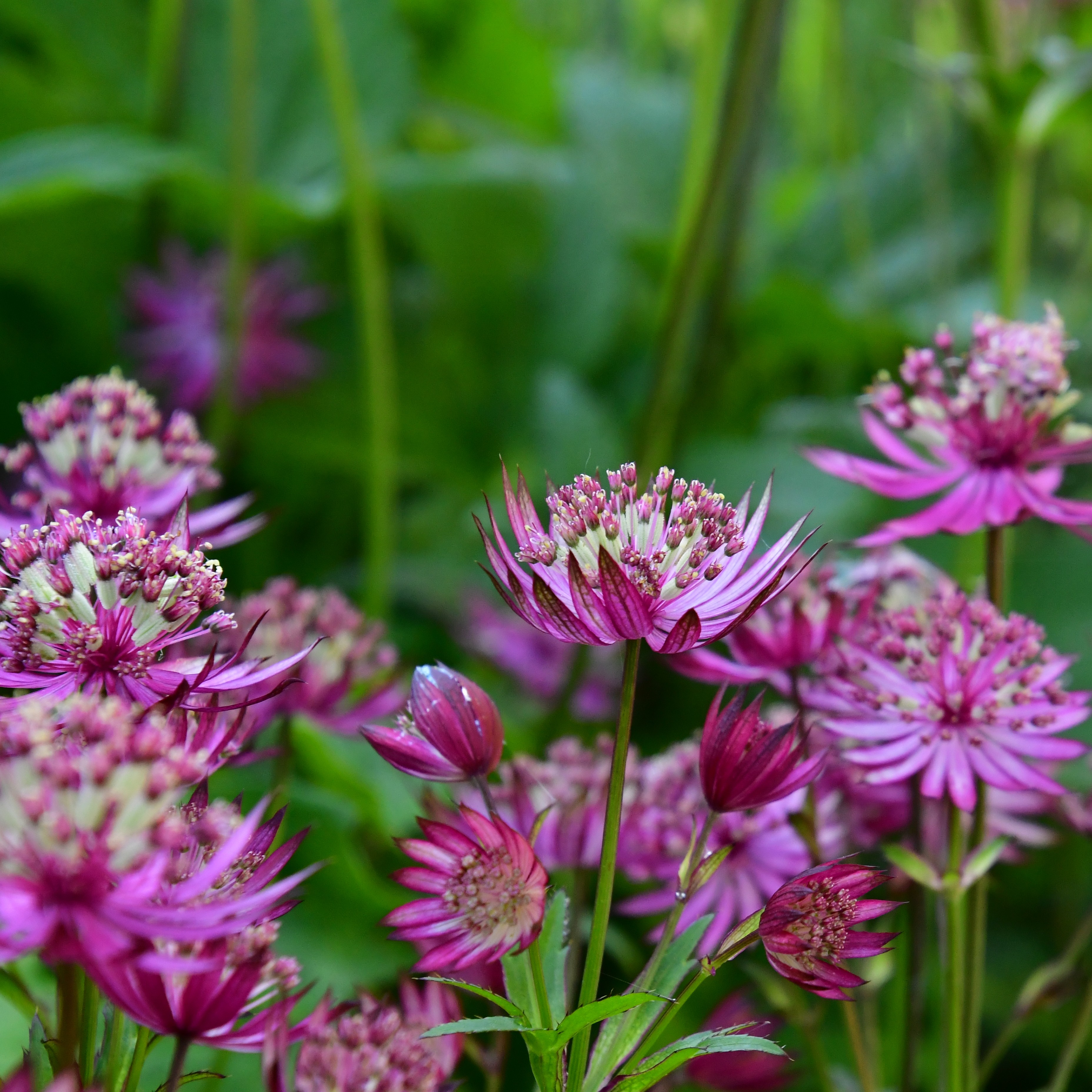 Astrantia major ´Primadonna` 0,5L