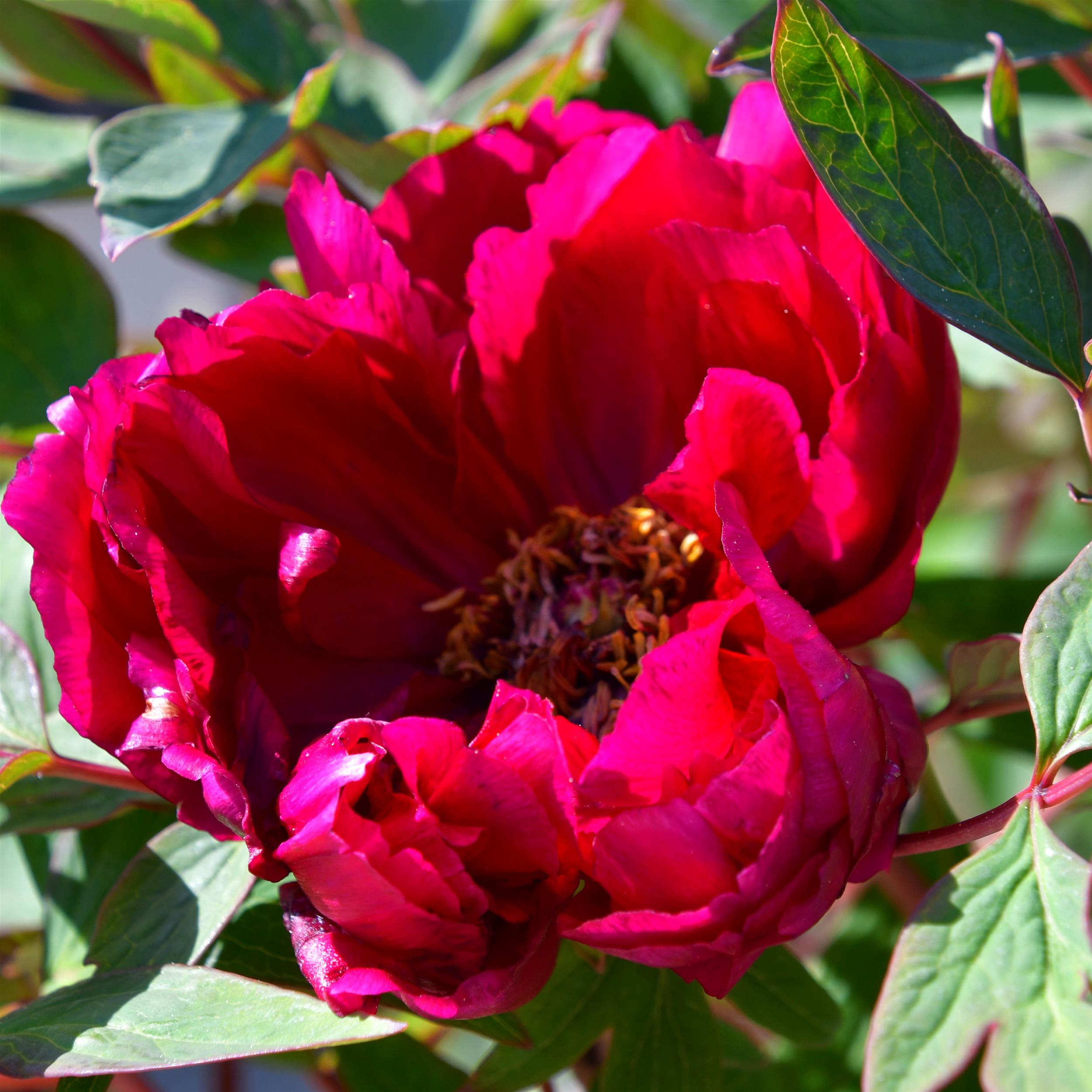 Paeonia suffruticosa Mo Run Jue Lun
