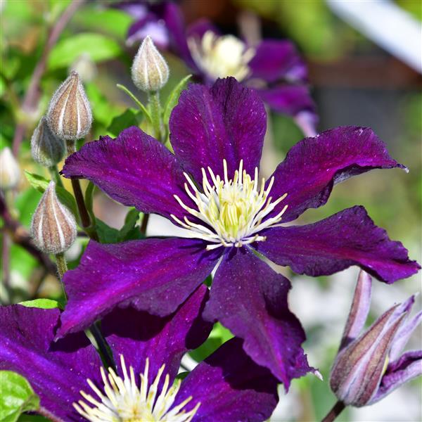 Clematis Warszawska Nike