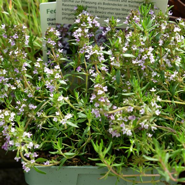 Thymus cherlerioides 'Duftkissen' 1L