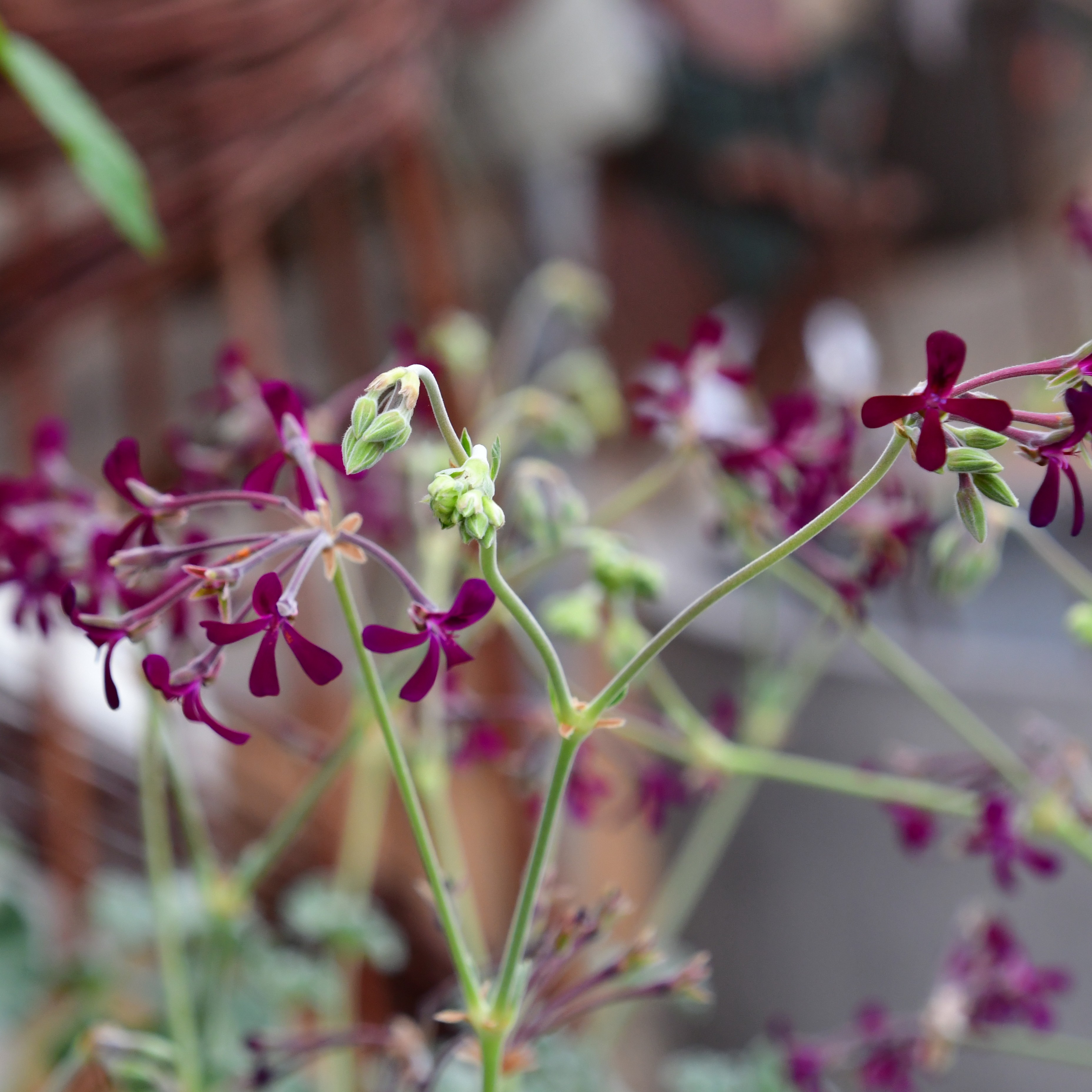 Pelargonium sidoides 1L