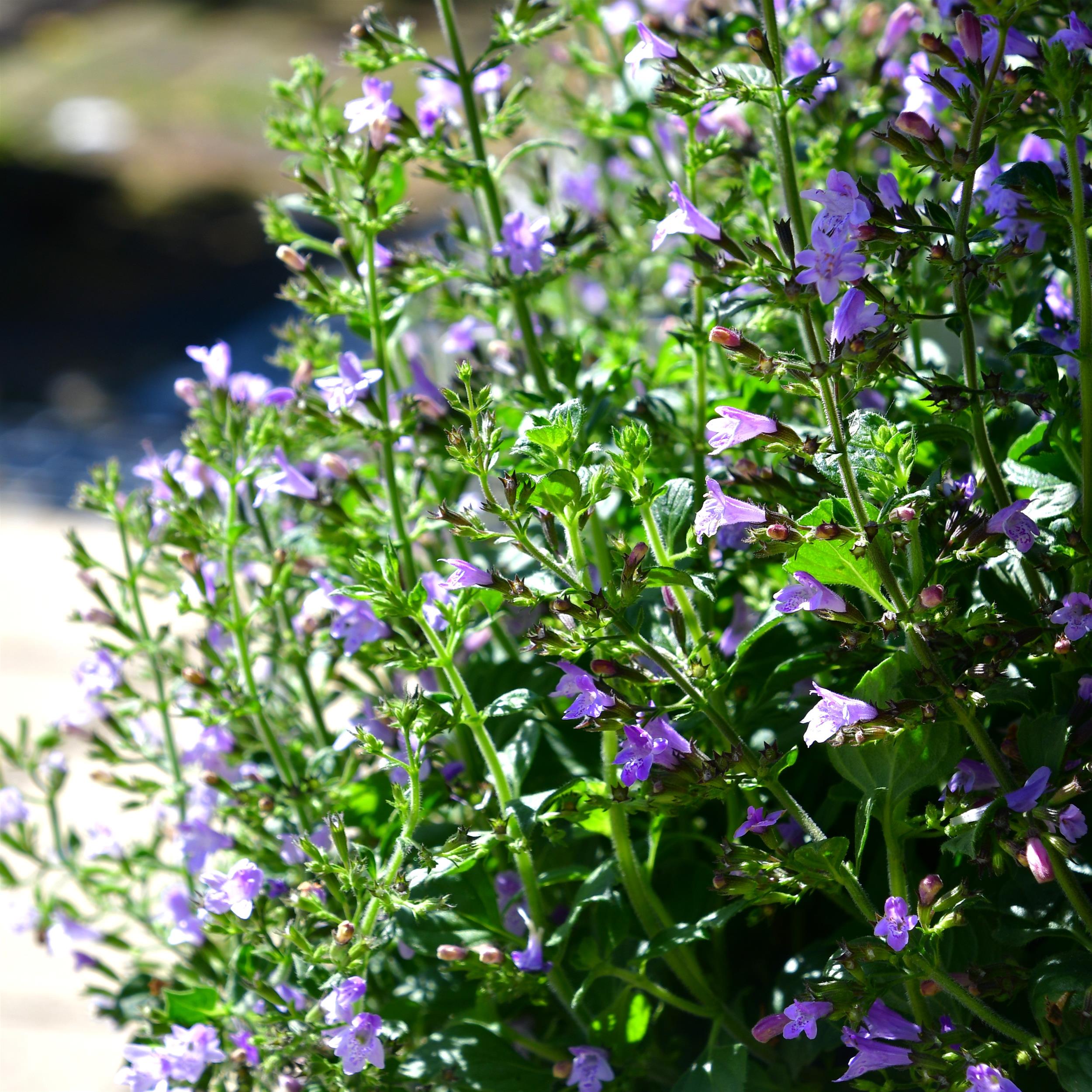Calamintha nepeta 'Triumphator' 1L