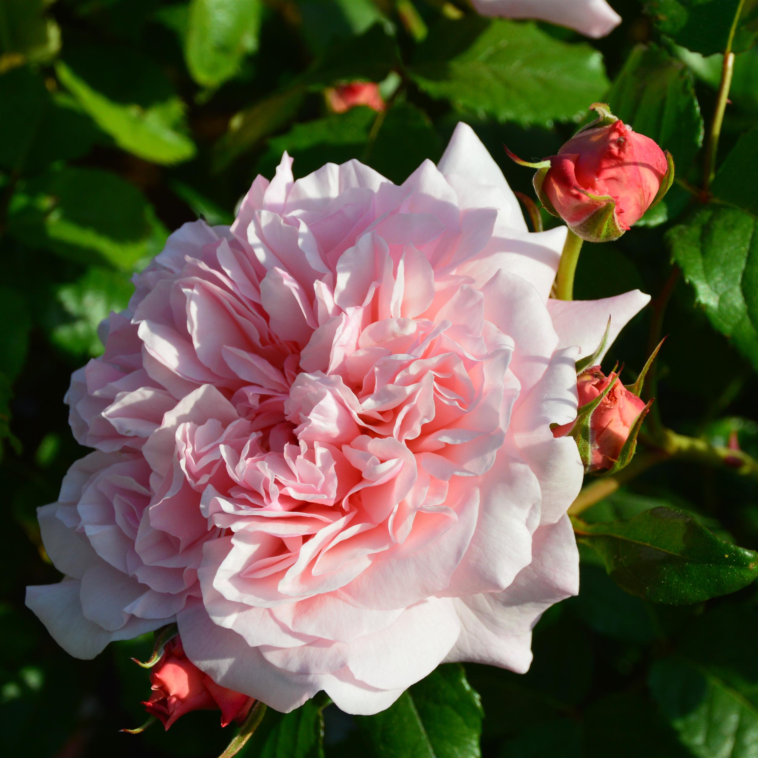 Rose de Tolbiac