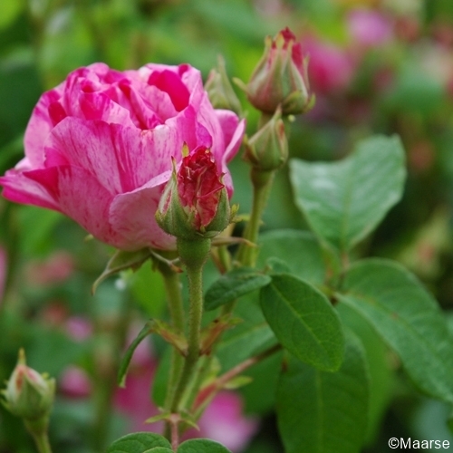 Rosa mundi (gallica versicolor)