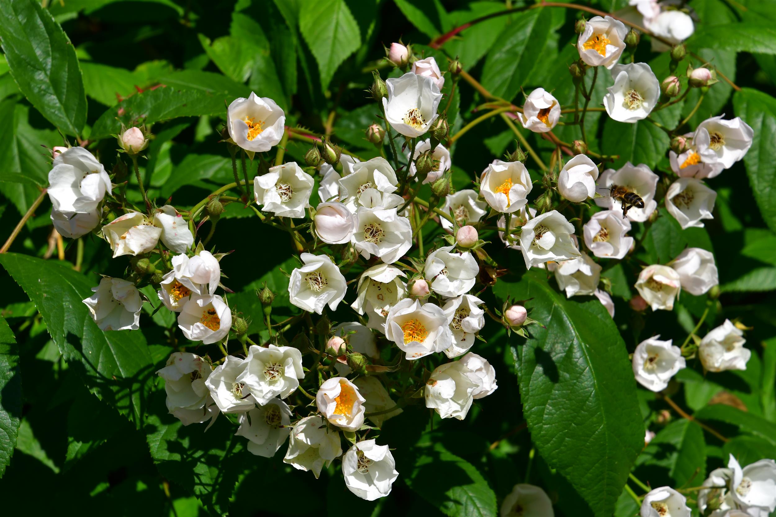 Ettenbühler Glöckchen