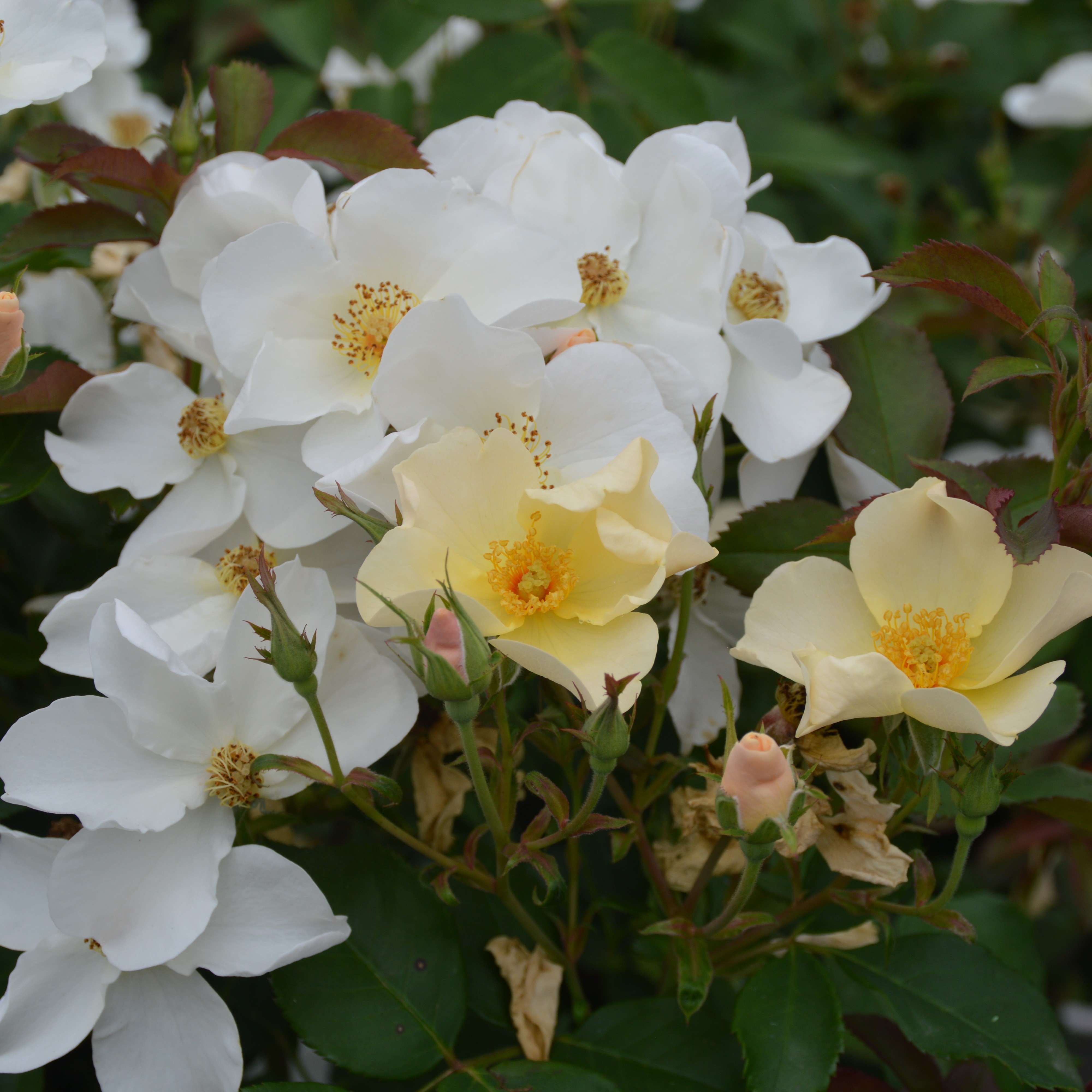Kew Gardens