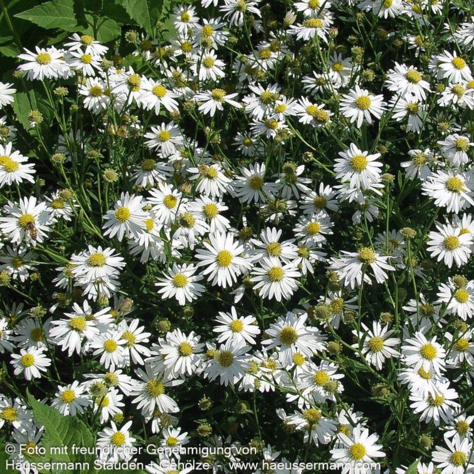 Kalimeris incisa Alba 1L