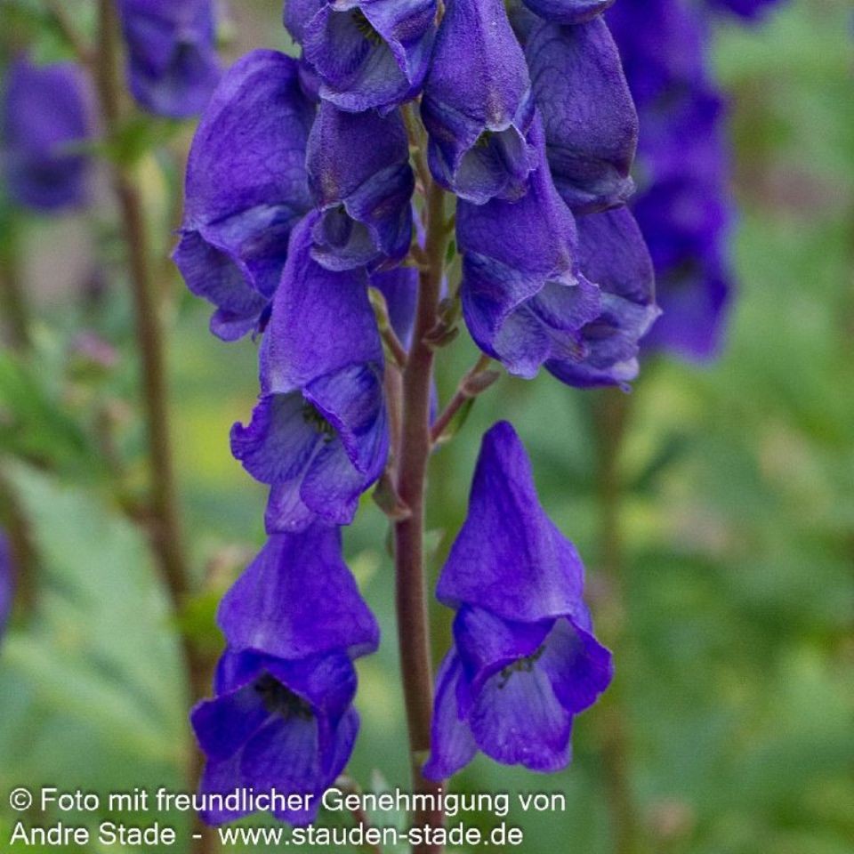 Aconitum carmichaelii 'Arendsii' 1L