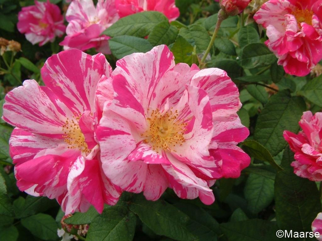 Rosa mundi (gallica versicolor)