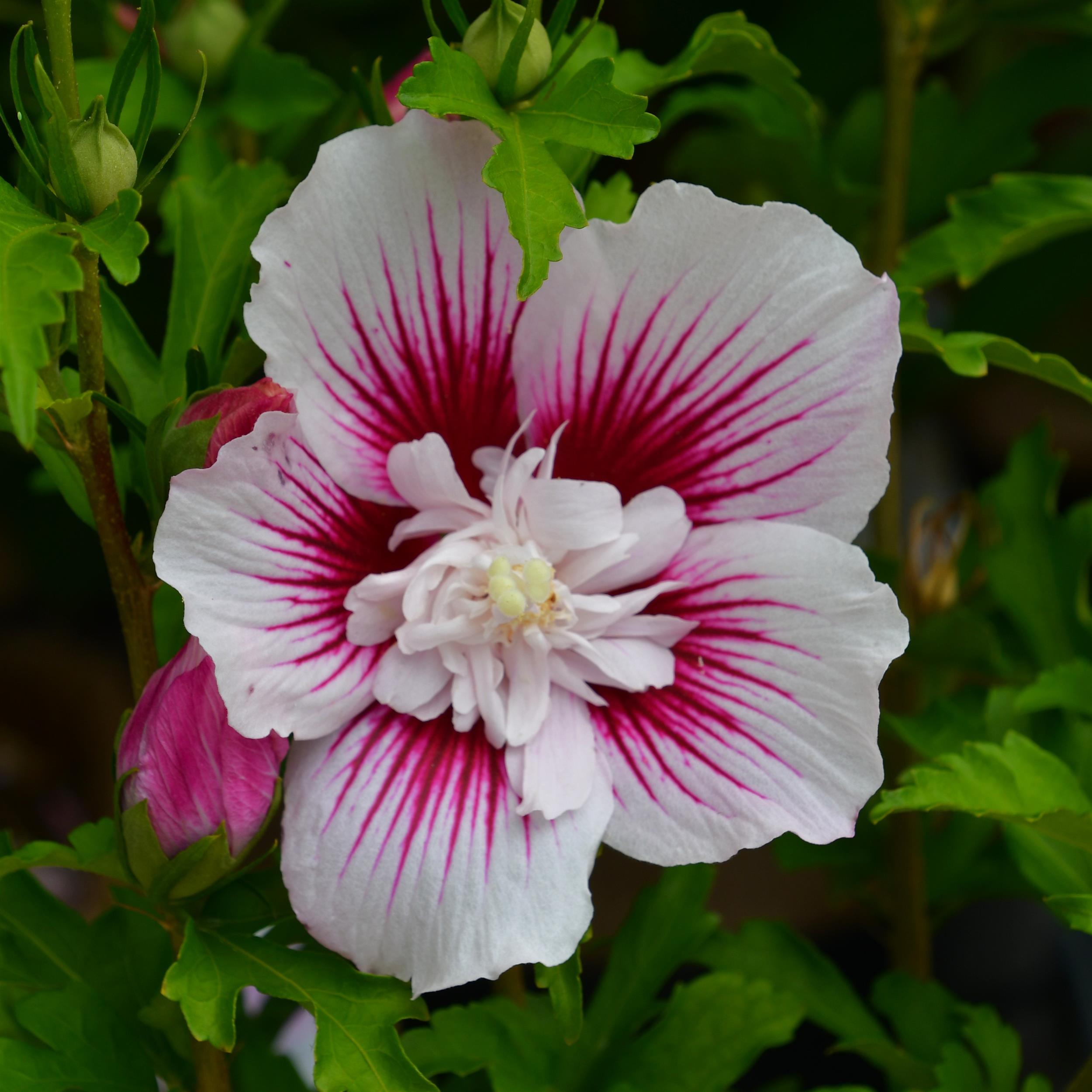 Hibiscus syriacus Starburst Chiffon C3