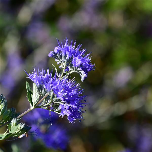 Caryopteris clandonensis 'Dark Knight' 3L
