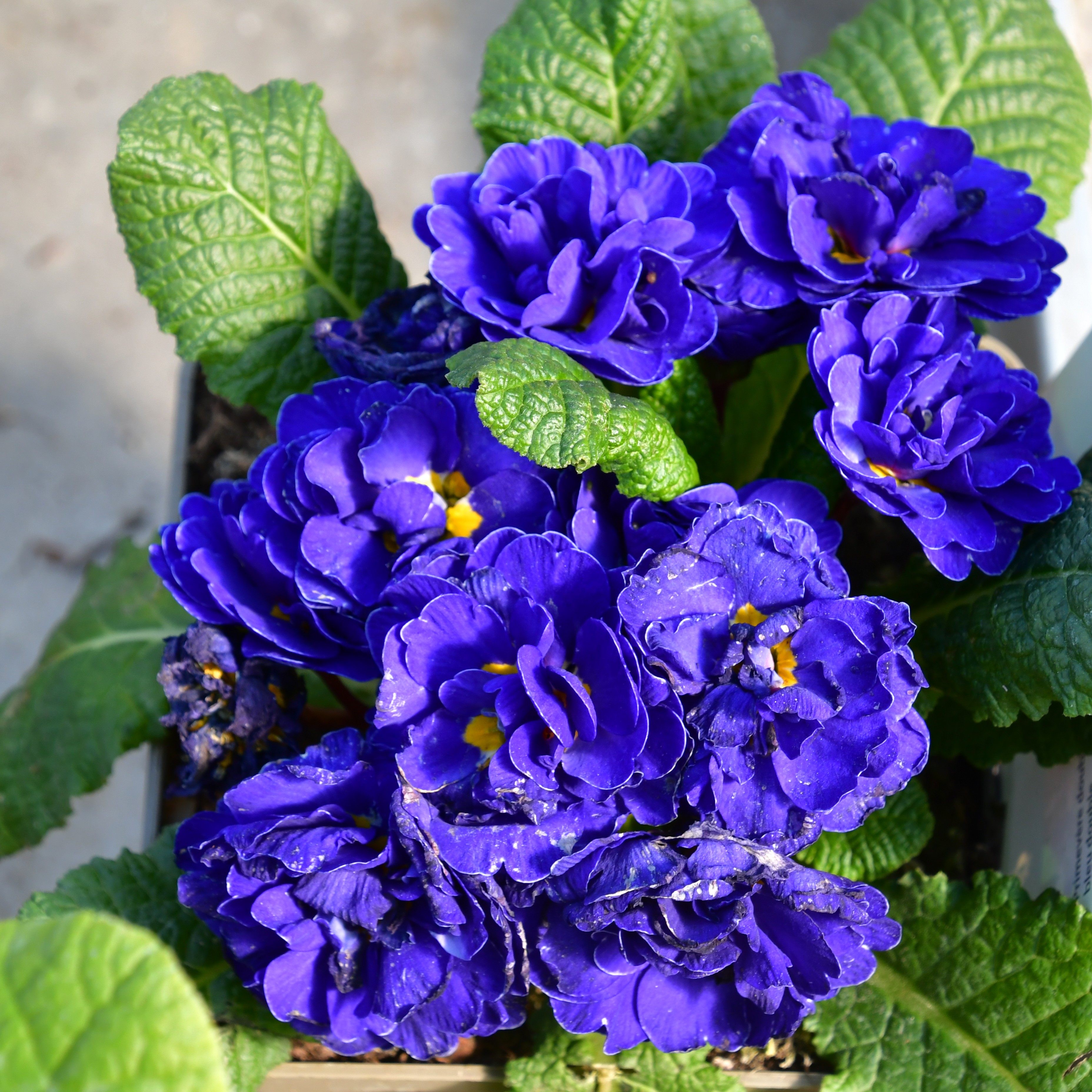 Primula vulgaris 'Belarina Ocean Blue' ® 1L