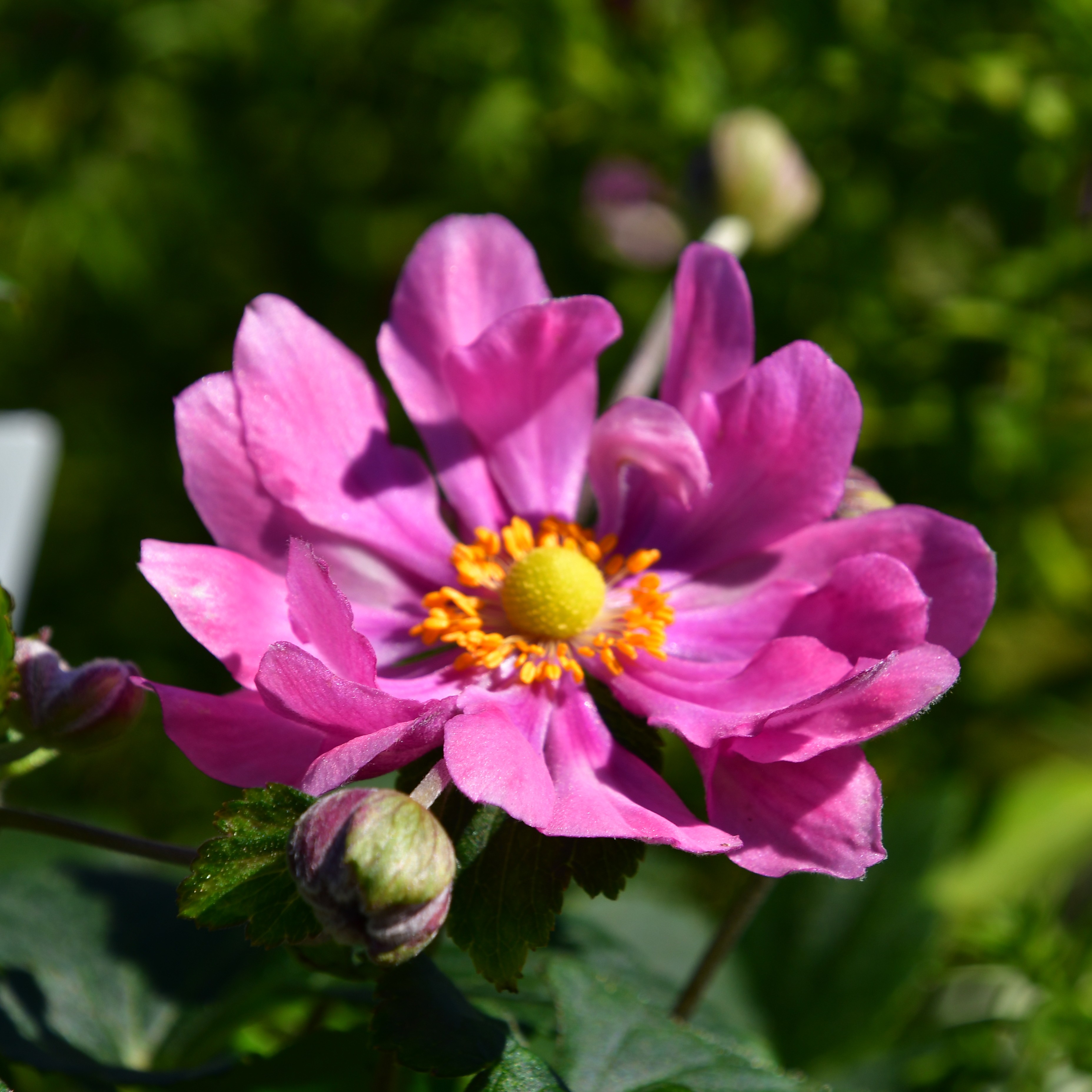Anemone hupeh. Fantasy 'Belle' 2L