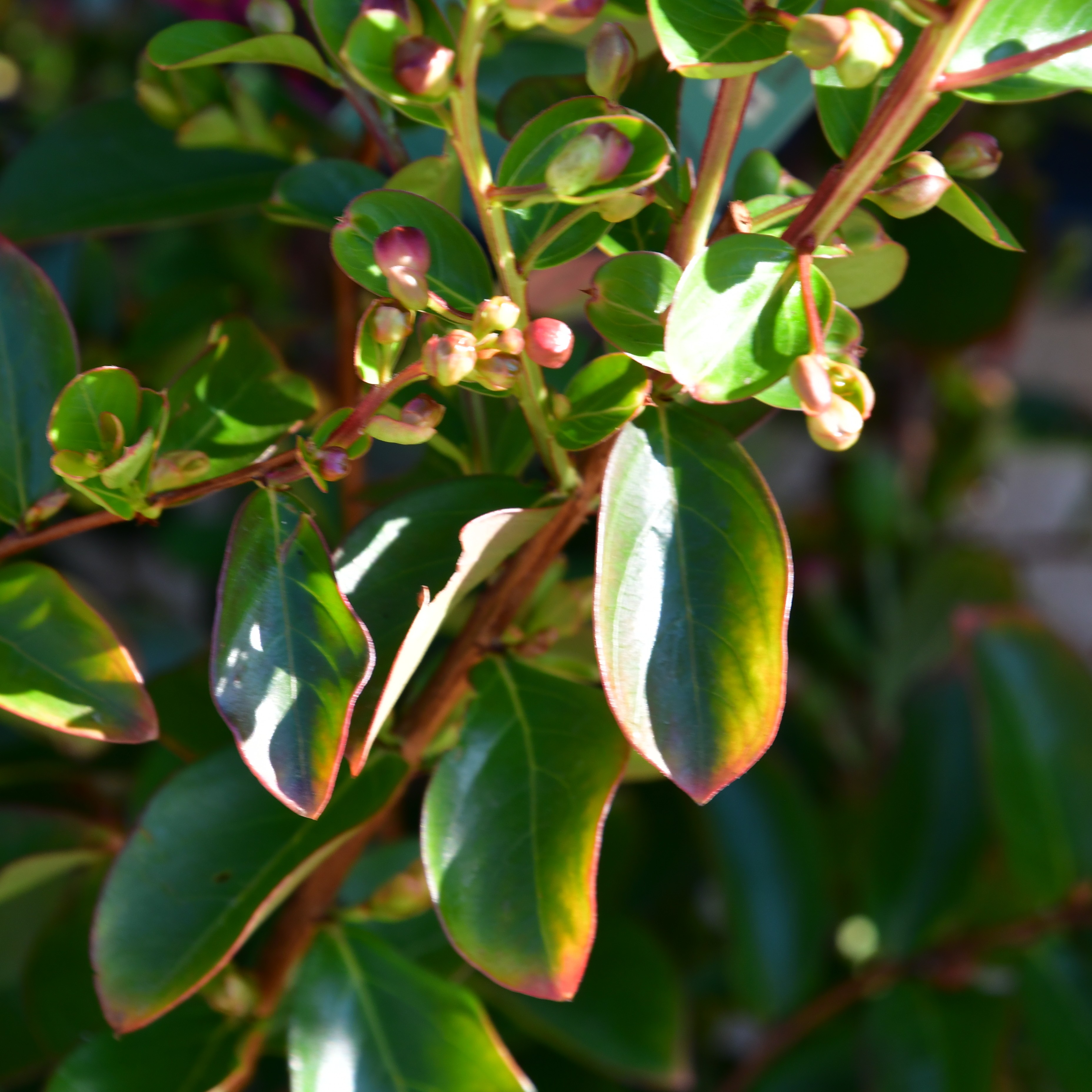 Lagerstroemia Violet d'ete 5L