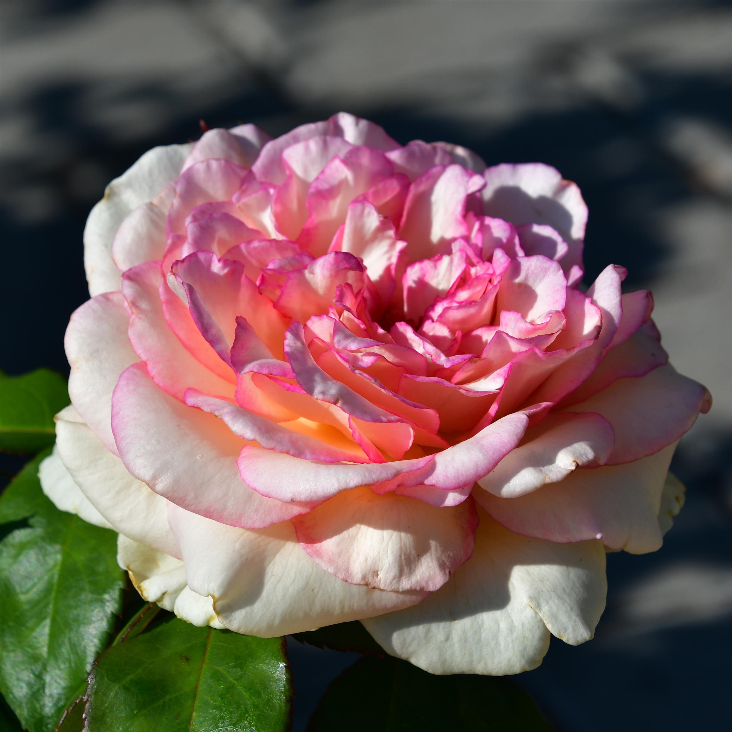 Souvenir de Baden-Baden