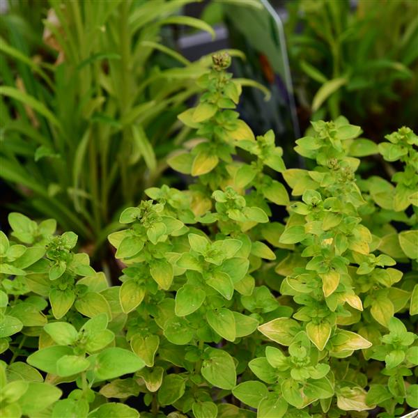 Origanum vulgare `Thumbles 0,5L
