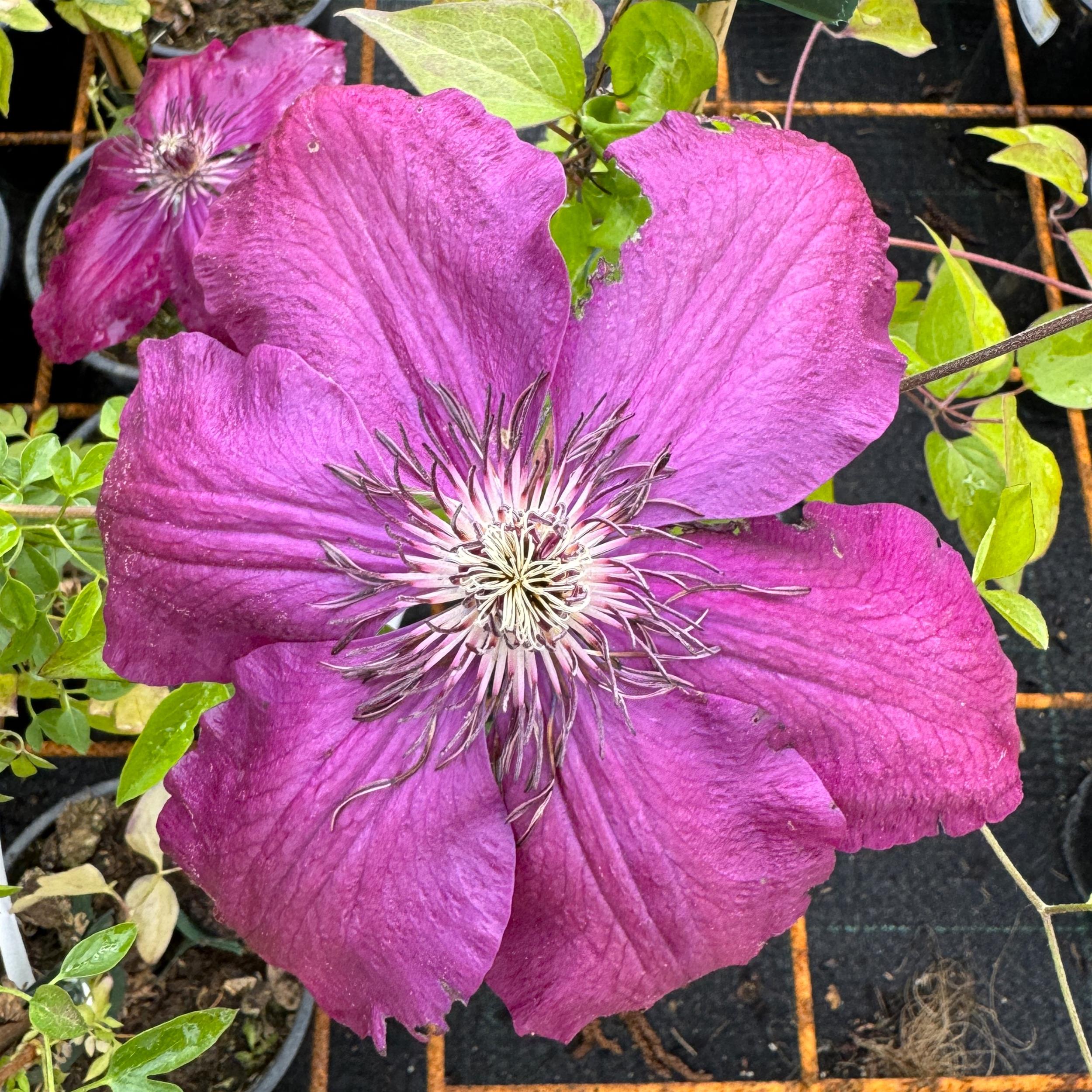 Clematis Warszawska Nike