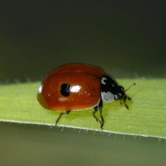 30 Marienkäfer Adalia bipunctata Larven  für 10m²