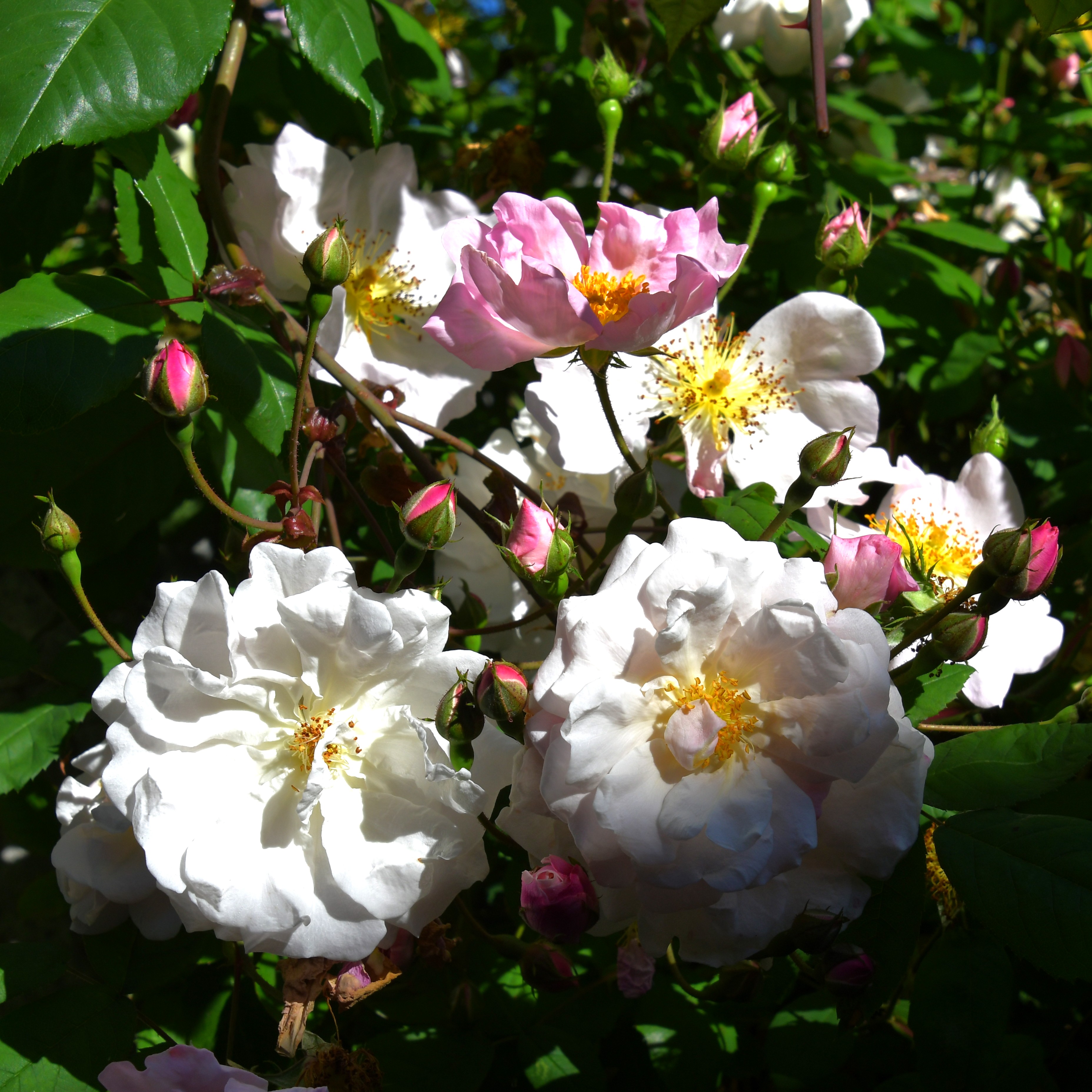 Adelaide d´Orleans