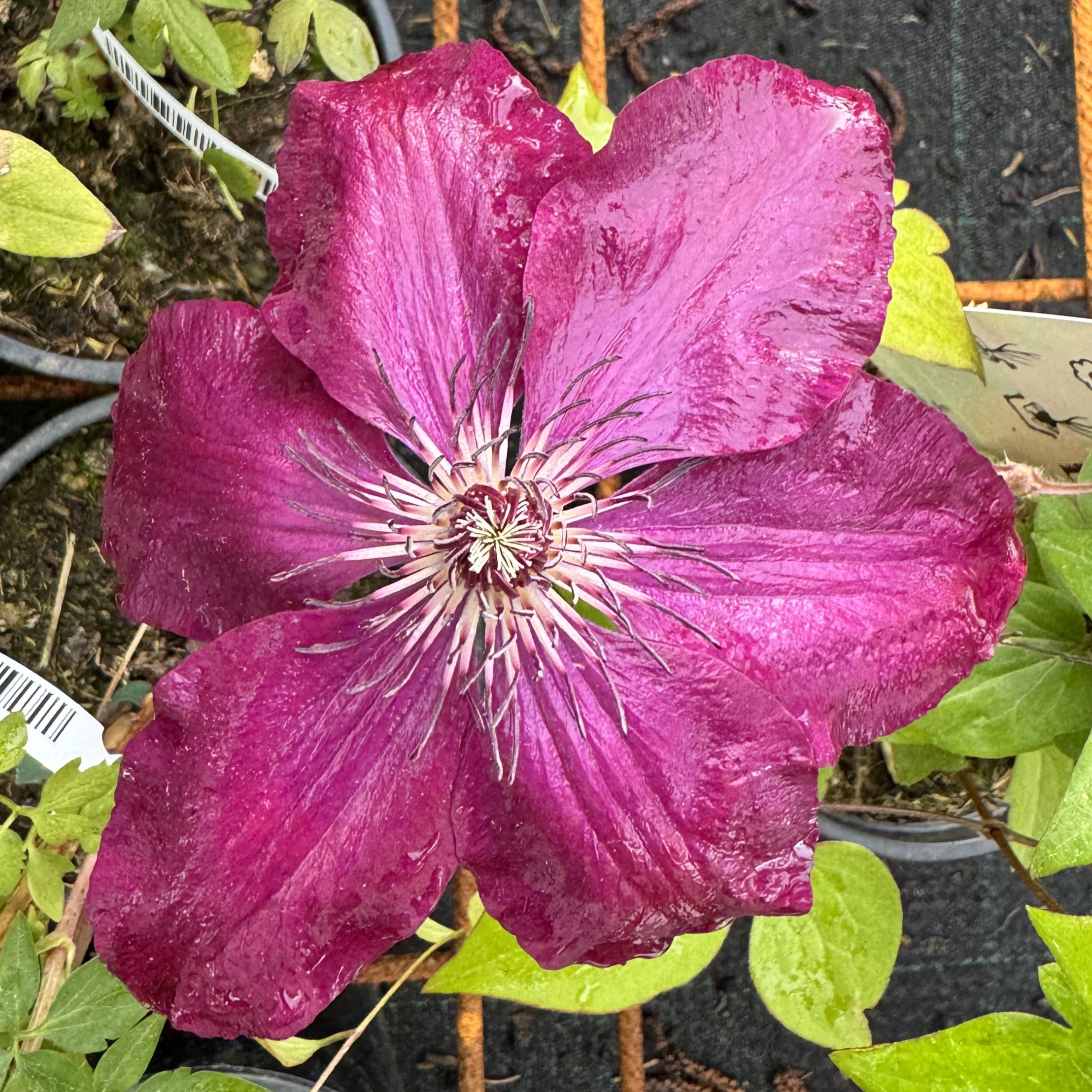 Clematis Warszawska Nike