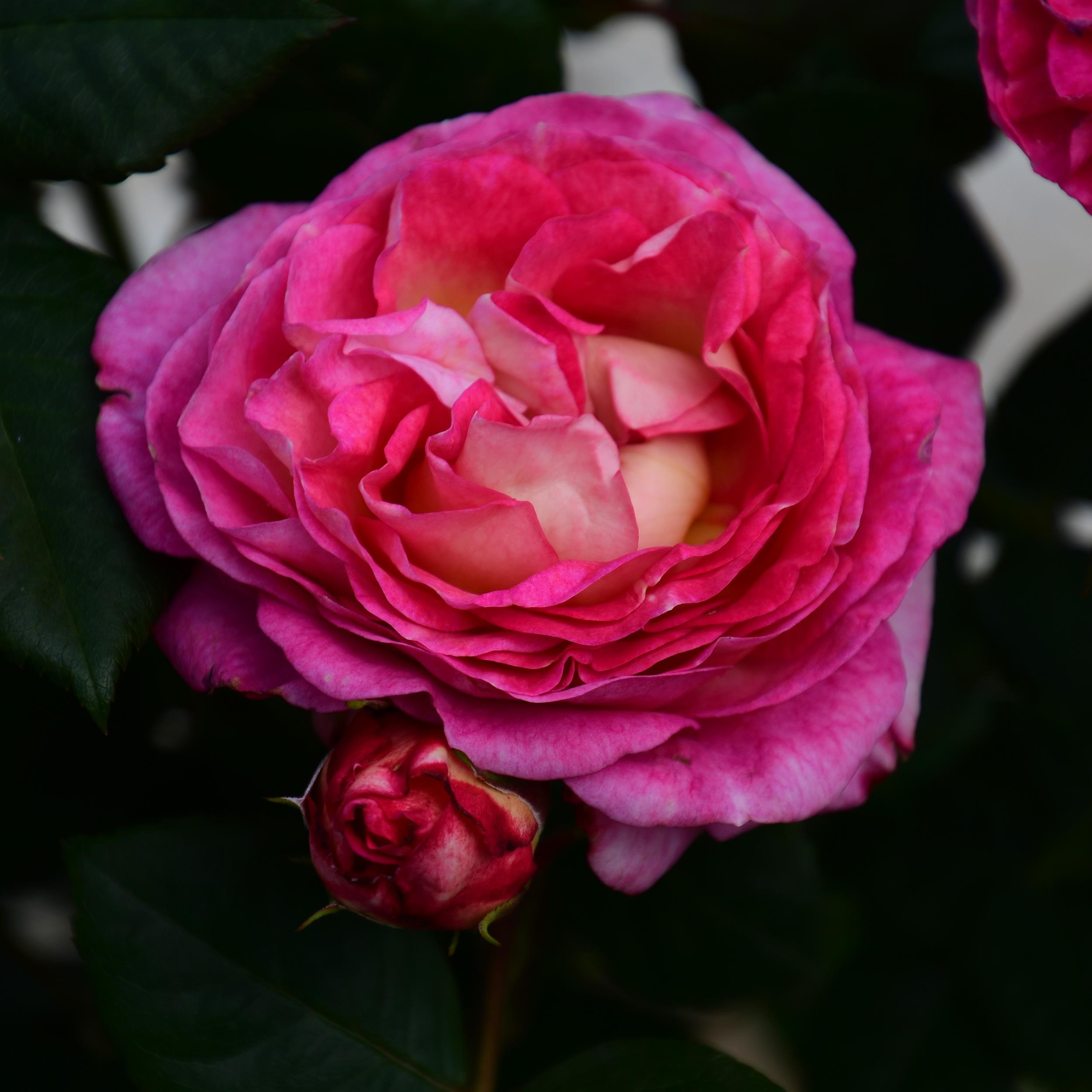 Mme de Stael