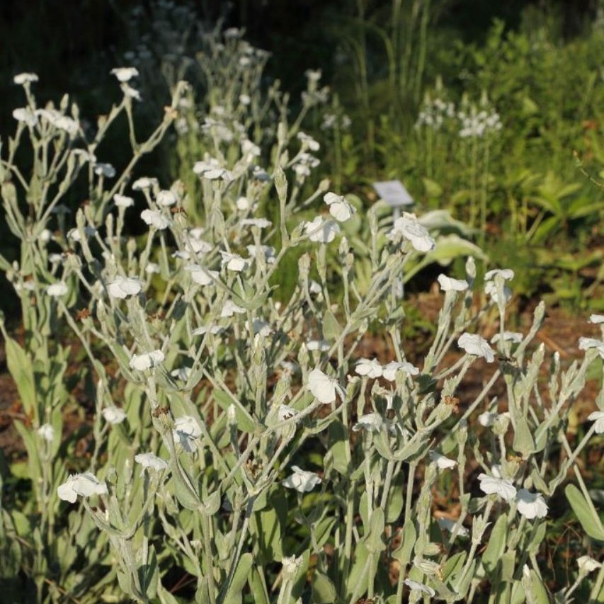 Lychnis coronaria 'Alba' 1L