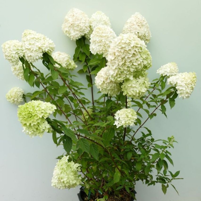 Hydrangea paniculata 'Limelight'  -R-