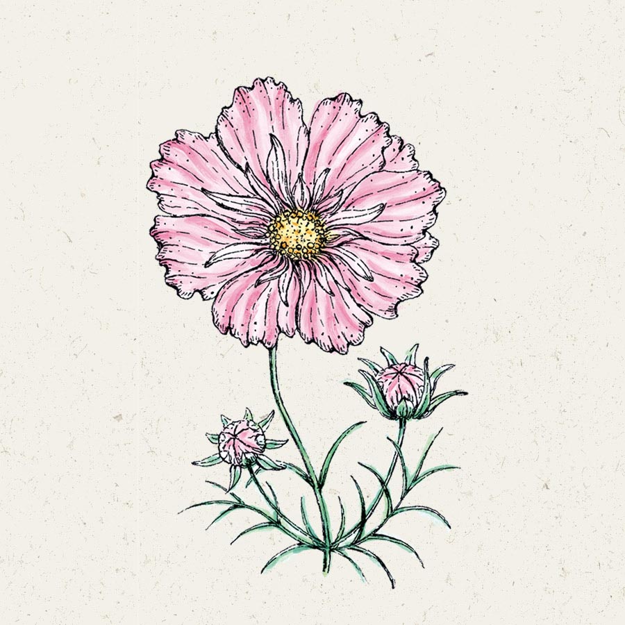 Cosmos Bipinnatus "Rosetta" (Kosmee)