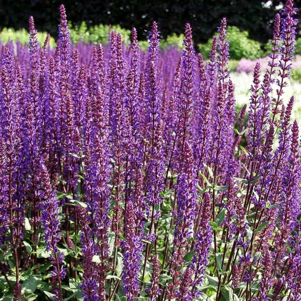 Salvia nemorosa `Caradonna` 1L