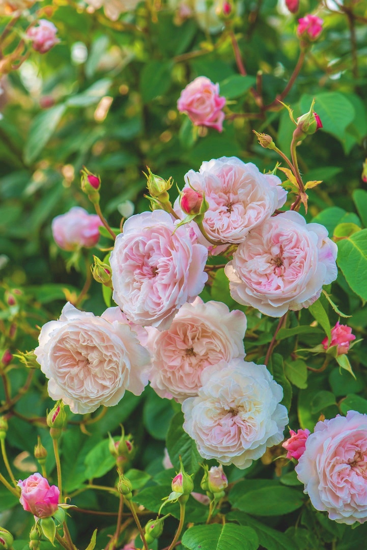 The Albrighton Rambler