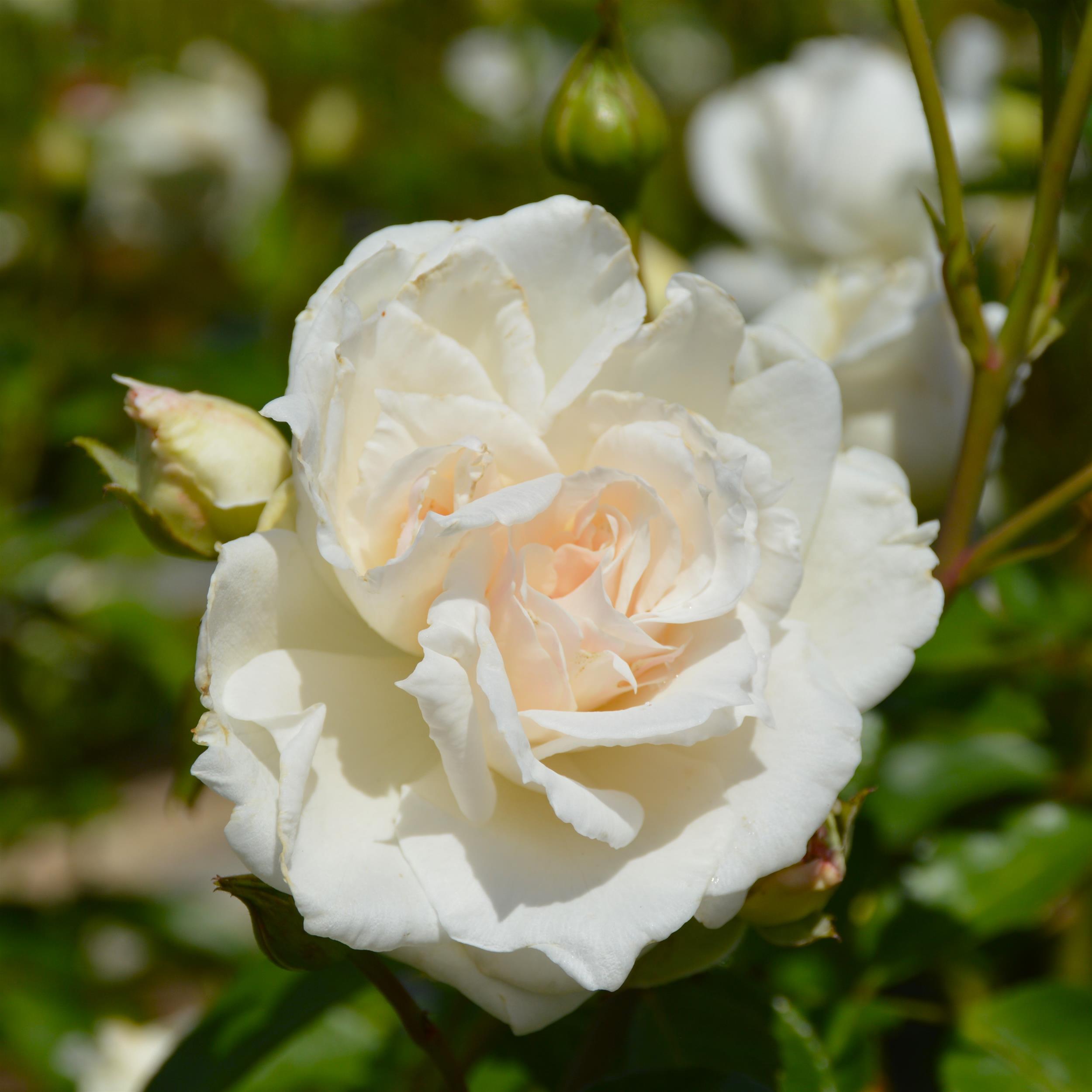 Miss Elizabeth Bennet