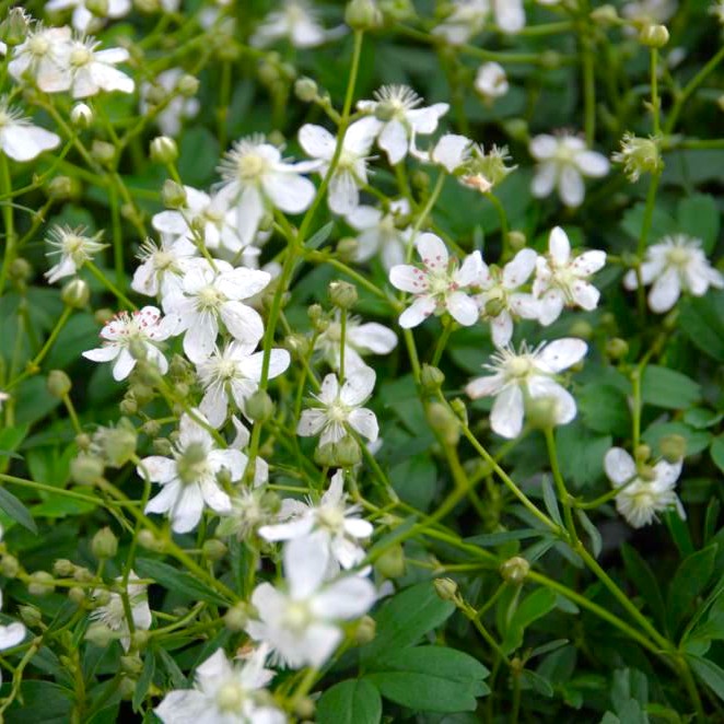 Potentilla tridentata 'Nuuk'